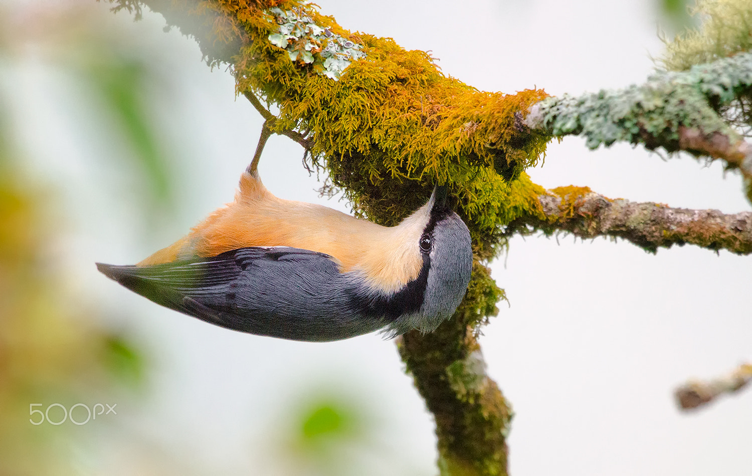 Nikon D7000 + Nikon AF-S Nikkor 500mm F4G ED VR sample photo. White tailed nuthatch photography