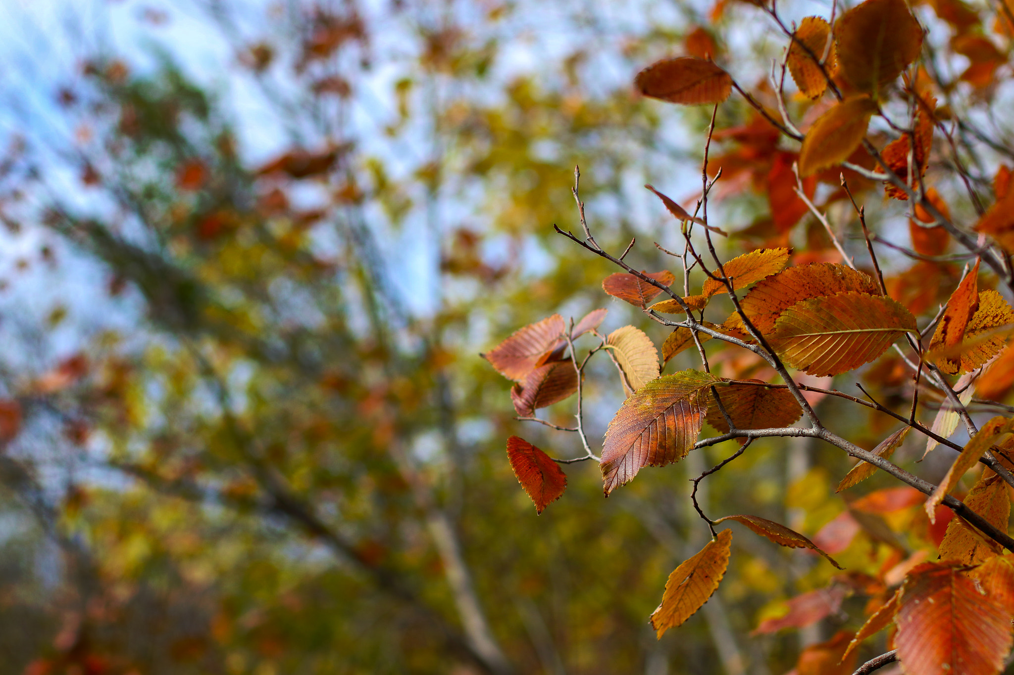 Canon EOS 7D Mark II + Tamron SP 45mm F1.8 Di VC USD sample photo. Autumn's colors** photography