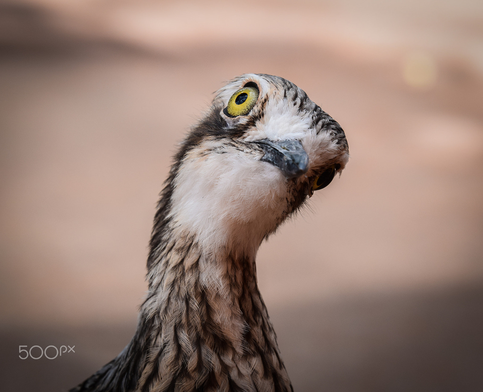 Tamron SP 70-200mm F2.8 Di VC USD sample photo. Posing emu photography