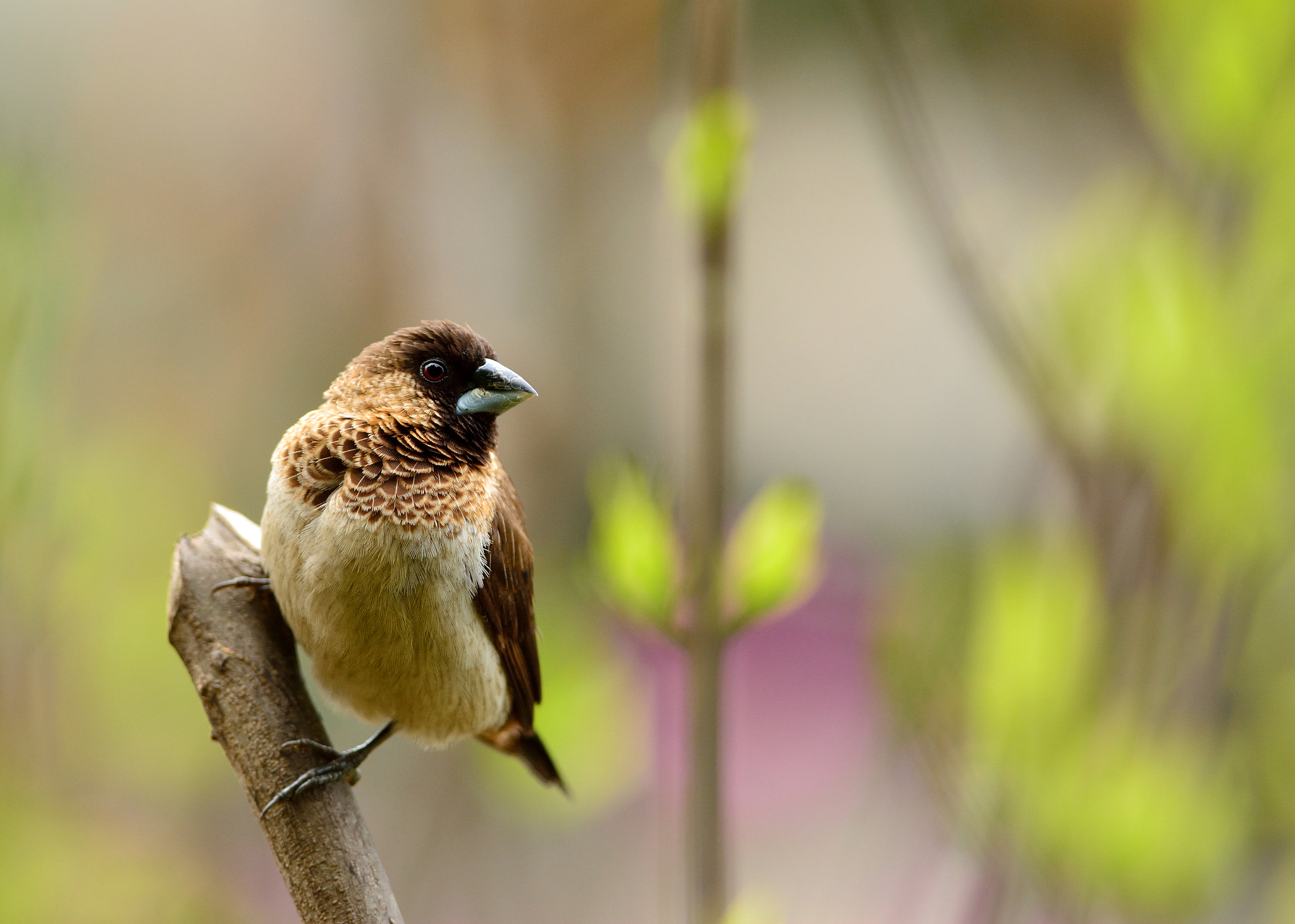 Nikon D5200 + Nikon AF-S Nikkor 300mm F4D ED-IF sample photo. Bird photography