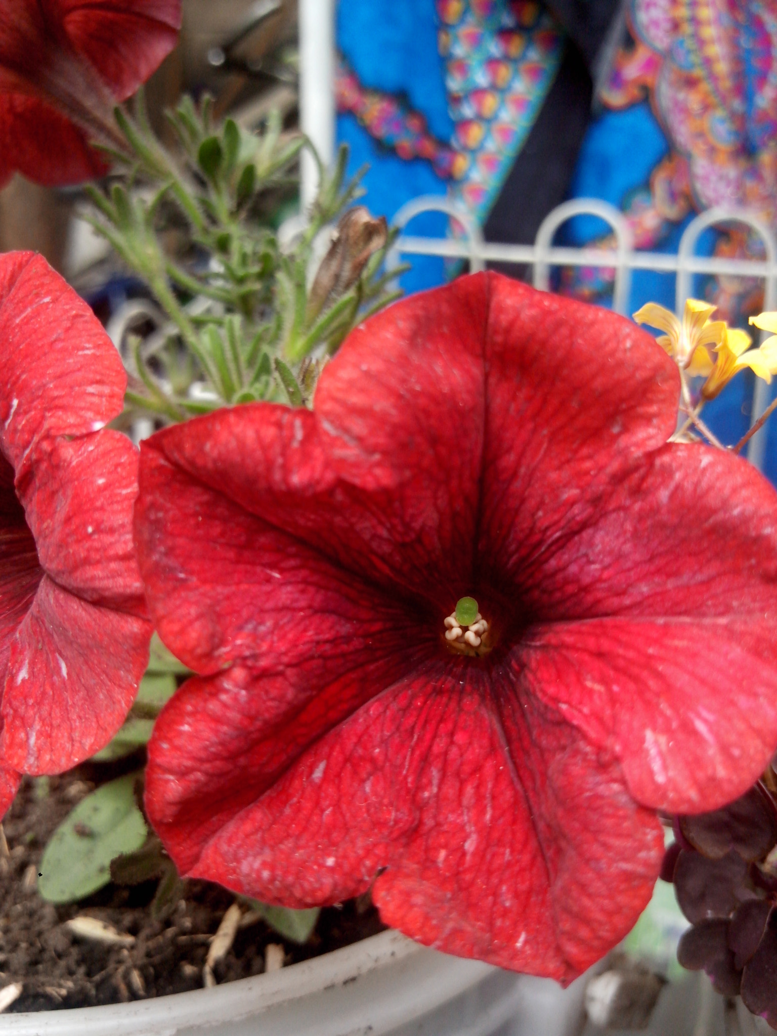 Motorola RAZR D3 sample photo. Hermosas flores rojas photography