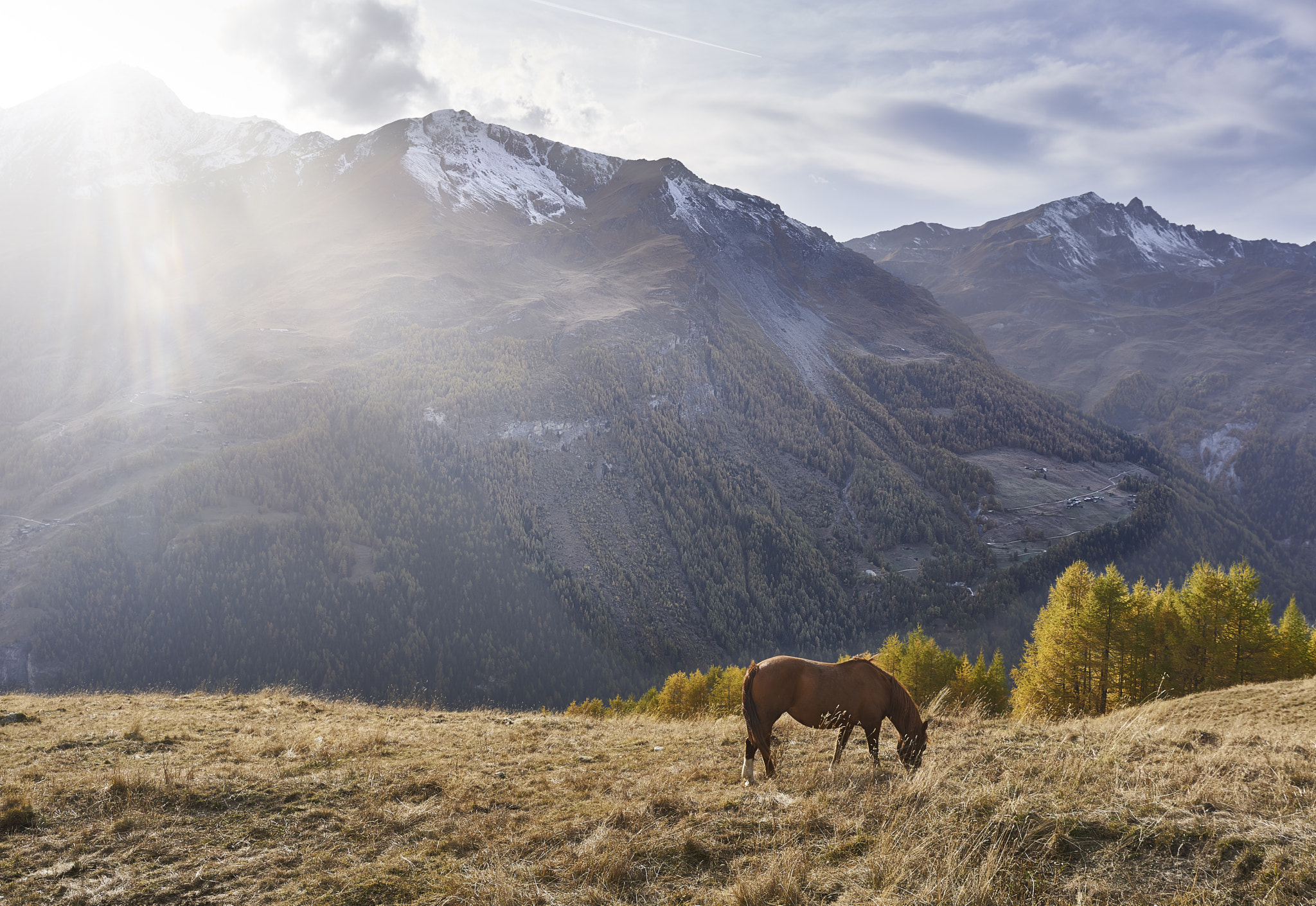 Sony a7R II + Sony Sonnar T* FE 35mm F2.8 ZA sample photo. A horse from the highlands photography