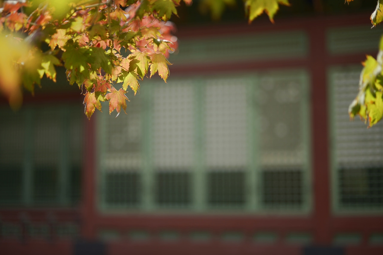 Nikon D4 + Nikon AF-S Nikkor 50mm F1.4G sample photo. Autumn in seoul,korea photography