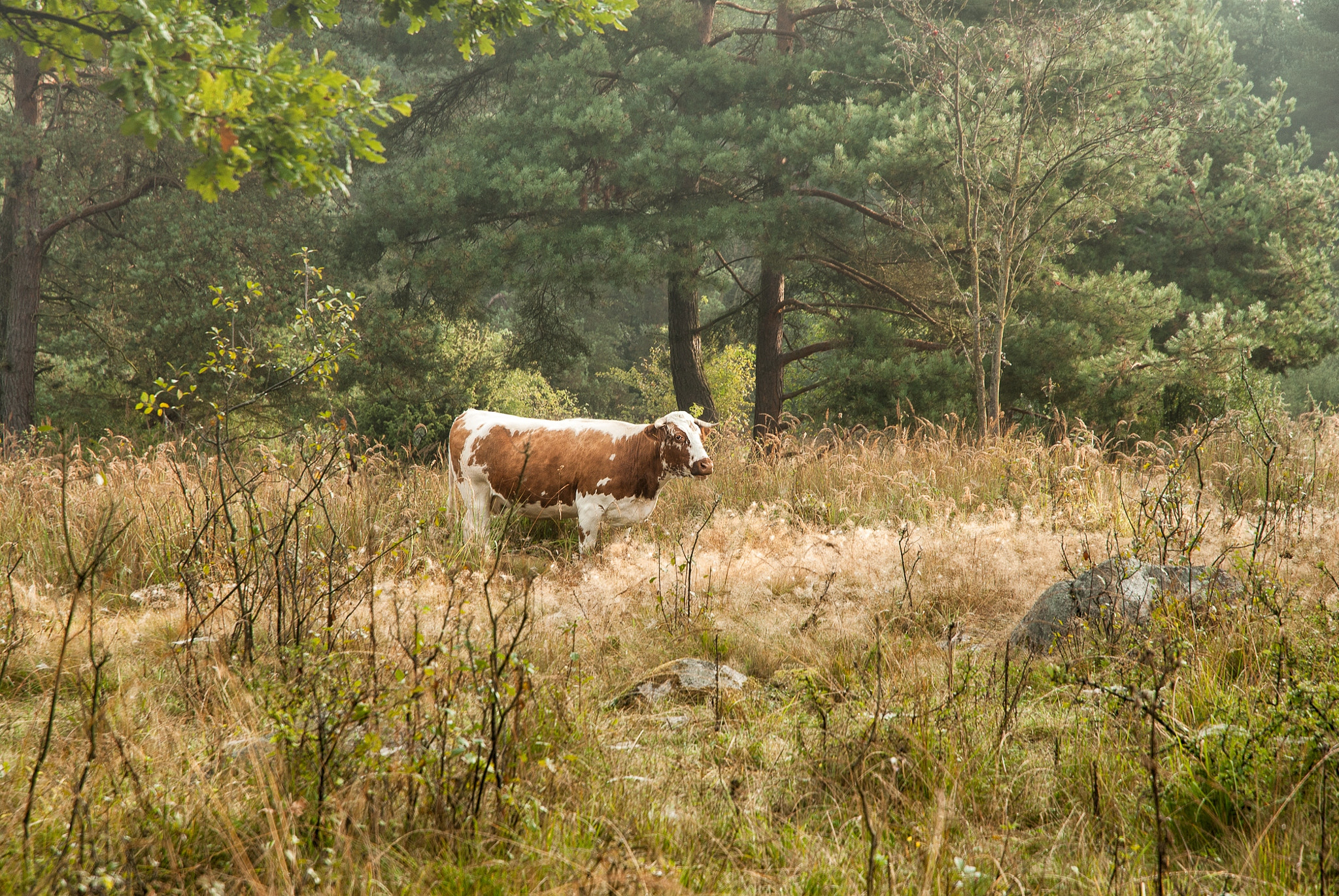 Nikon D3000 sample photo. Landscape with cow photography