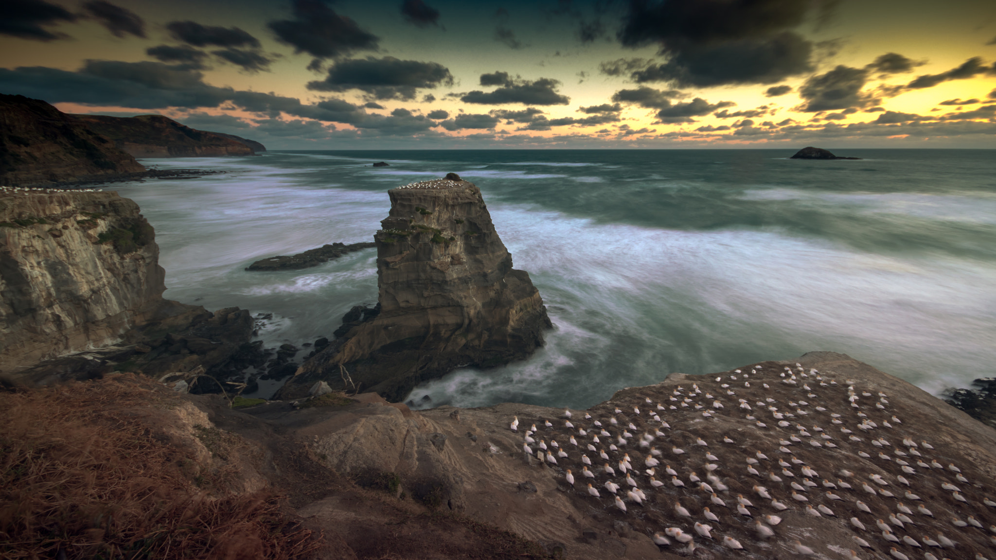 Canon EOS 80D + Sigma 10-20mm F4-5.6 EX DC HSM sample photo. Gannet colony photography