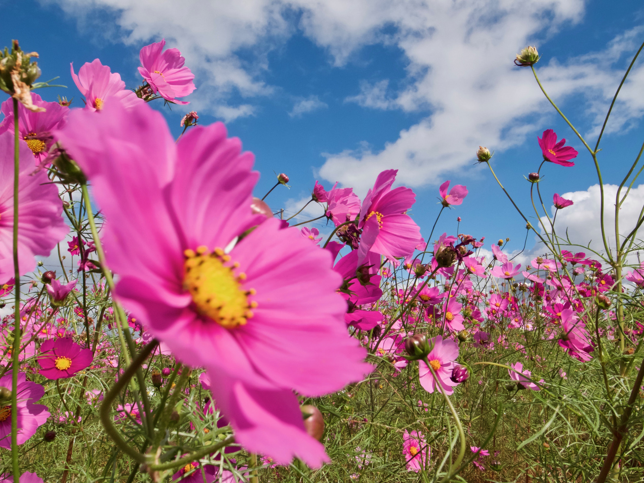 Ricoh GR DIGITAL 4 sample photo. Cosmos1029 photography