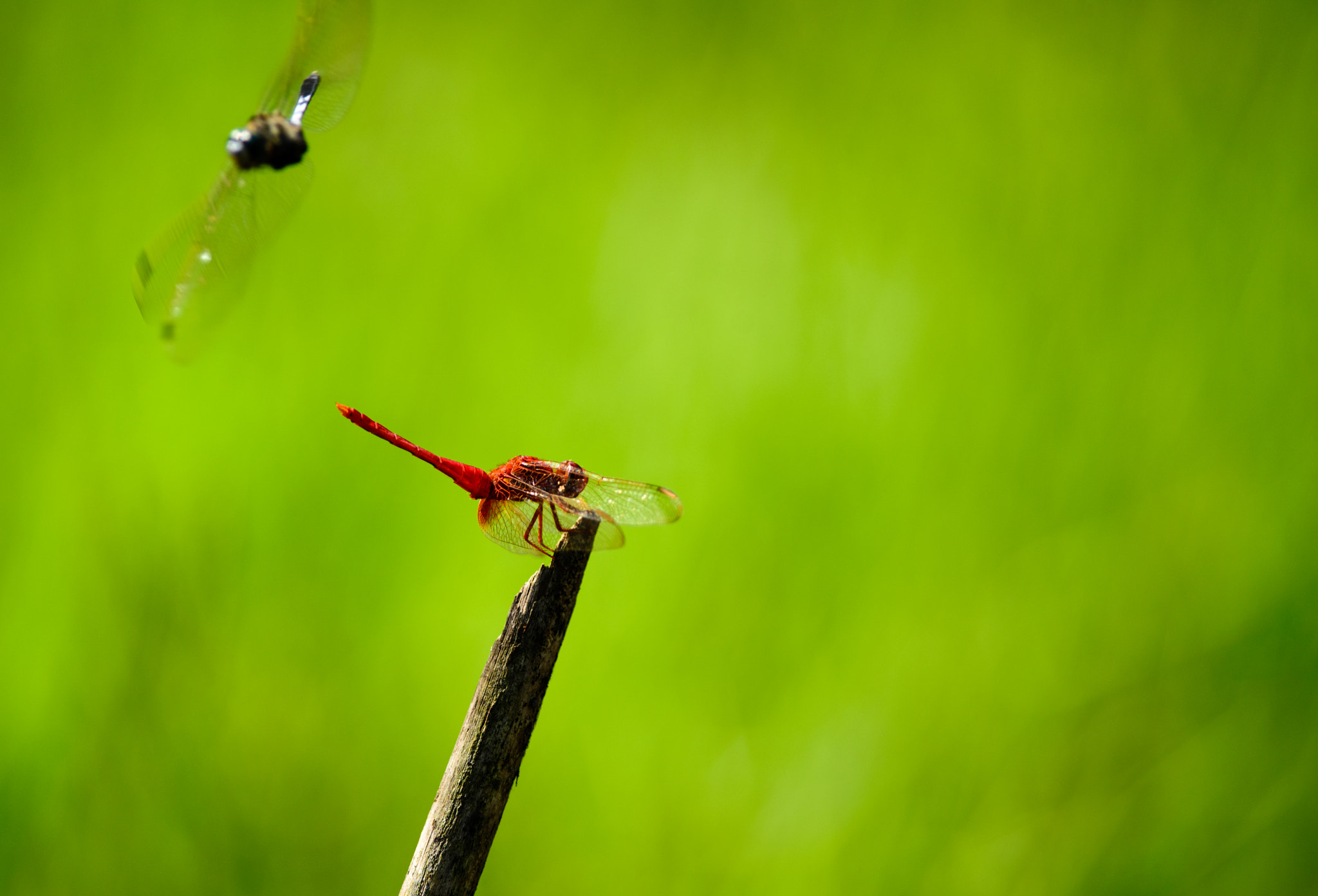 Nikon D610 + Nikon AF-S Nikkor 300mm F4D ED-IF sample photo. Red photography