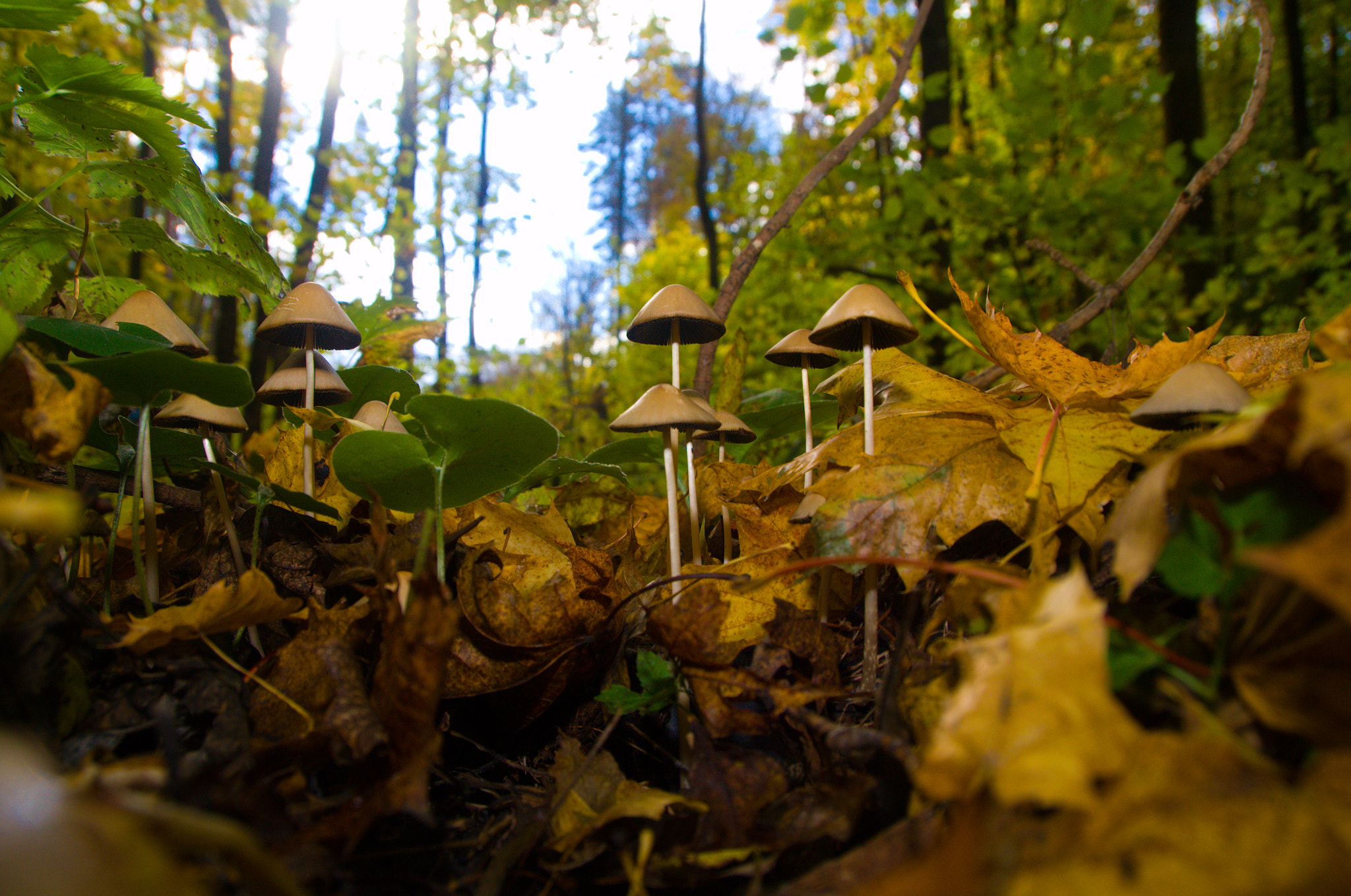 Nikon D3100 + Sigma 18-250mm F3.5-6.3 DC OS HSM sample photo. Mushrooms photography