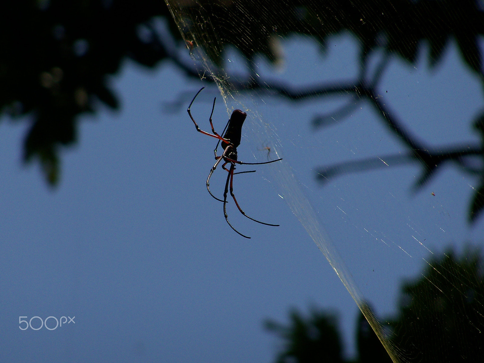 Kodak EasyShare Z915 sample photo. Spider web 2 photography