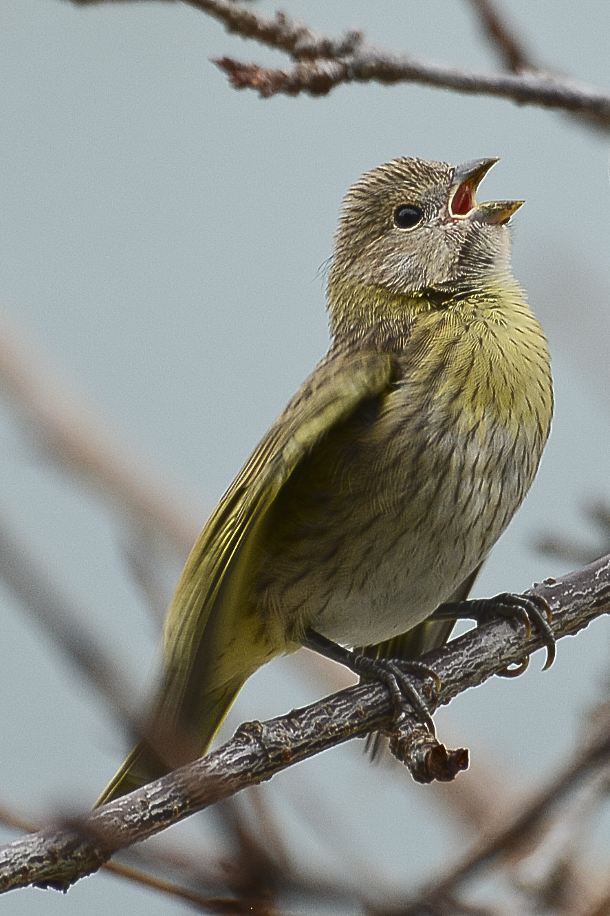 Nikon D7100 + Nikon AF Nikkor 105mm F2D DC sample photo. O canto da natureza divina. photography