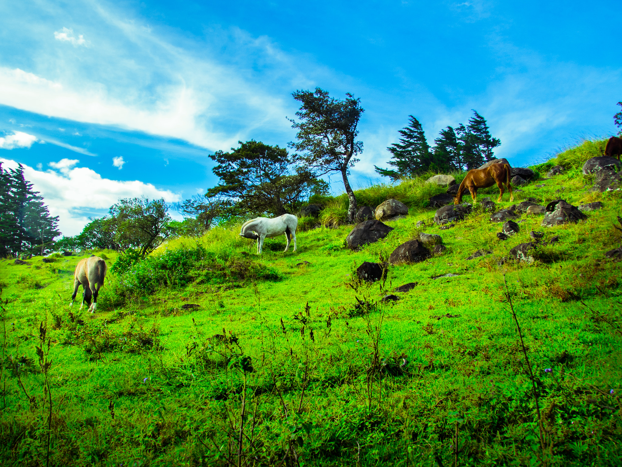 Olympus OM-D E-M1 + Tamron 14-150mm F3.5-5.8 Di III sample photo. Horses in monte verde, costa rica photography