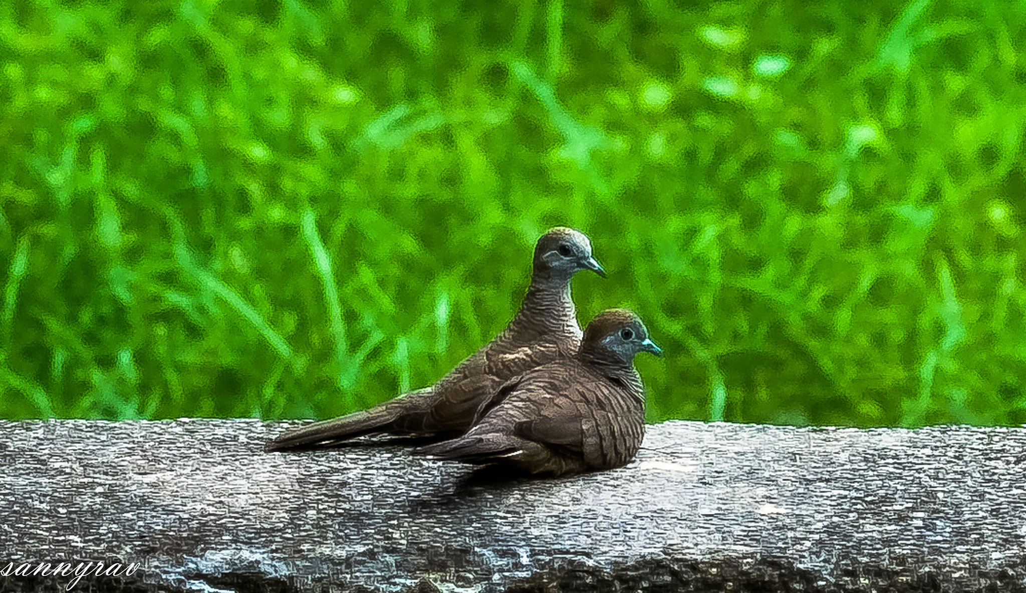 Fujifilm X-T10 + Fujifilm XF 60mm F2.4 R Macro sample photo. Birds photography