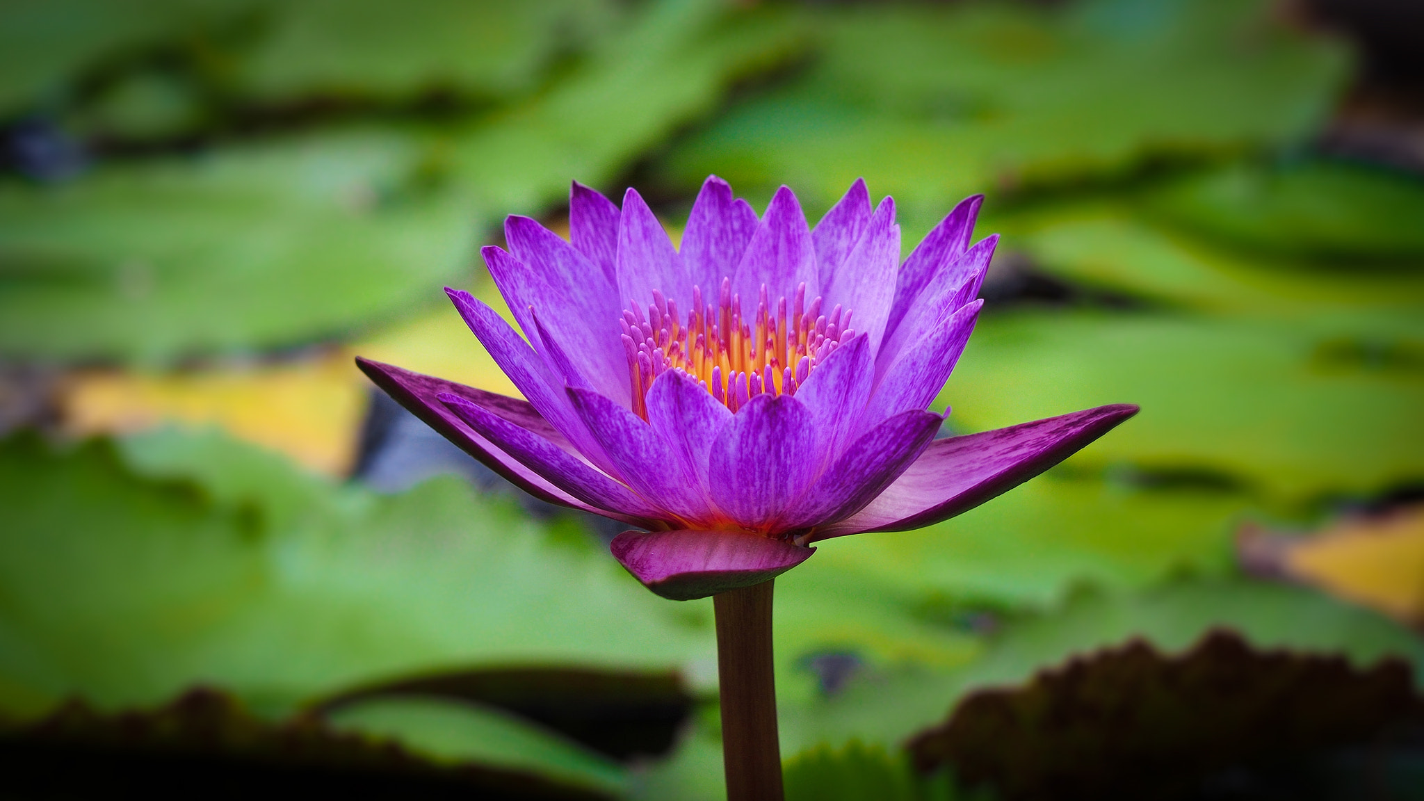 Olympus PEN E-PL5 sample photo. Lily photography
