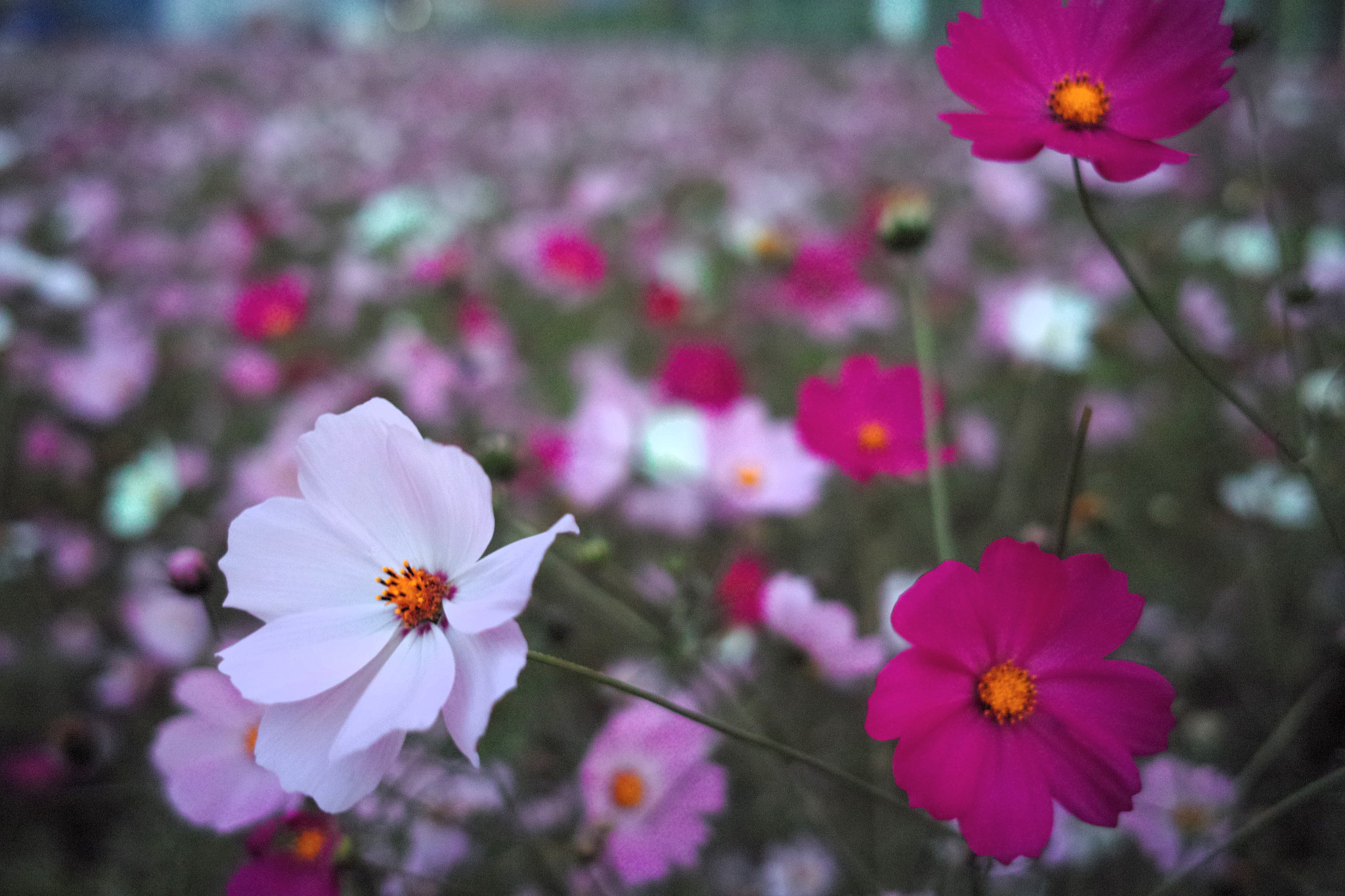 Sigma DP2 sample photo. Cosmos photography