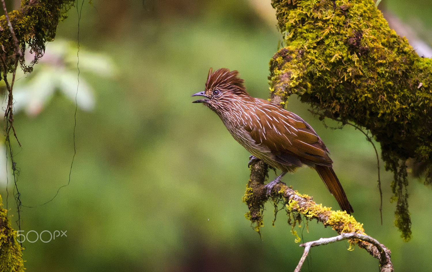 Nikon D7000 sample photo. Striated laughing thrush photography