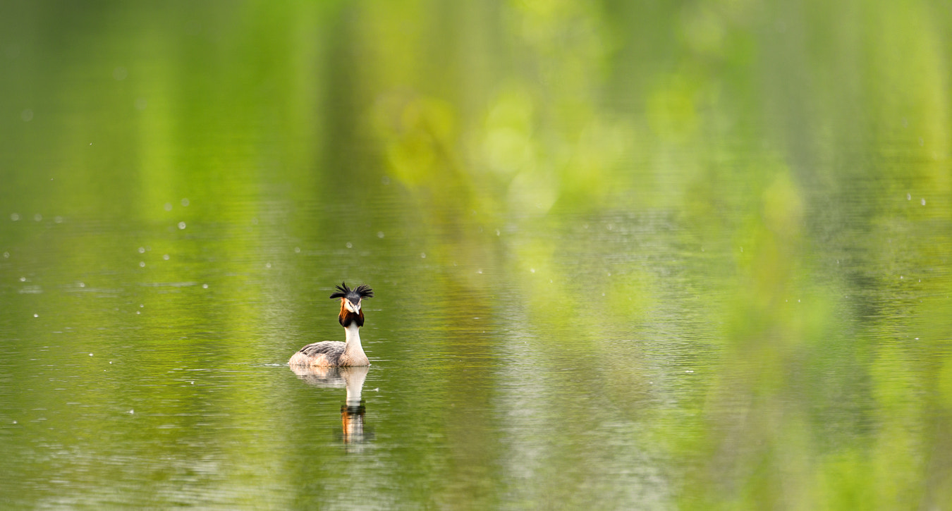 Nikon D800 + Nikon AF-S Nikkor 500mm F4G ED VR sample photo. Haubentaucher photography