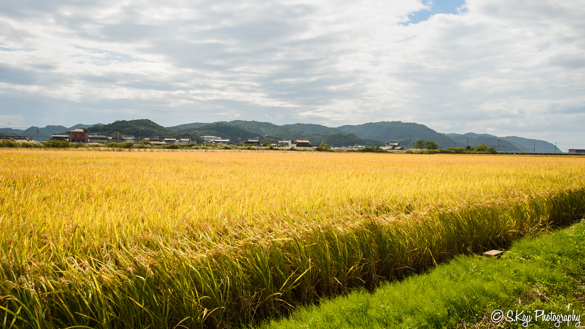 Nikon Df sample photo. Before harvest photography