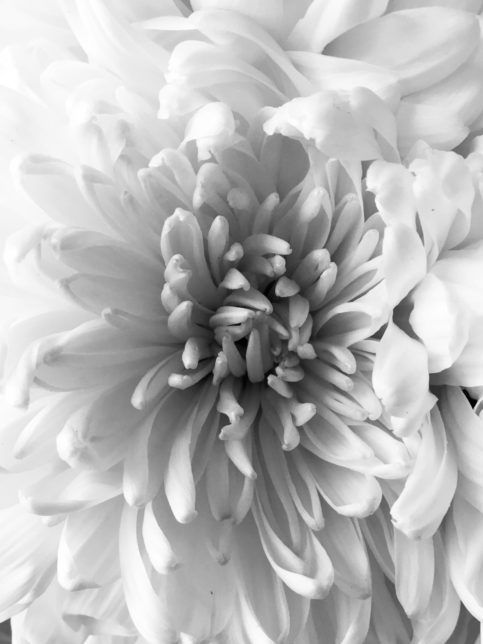Blackie Camera sample photo. Flower of saidness photography