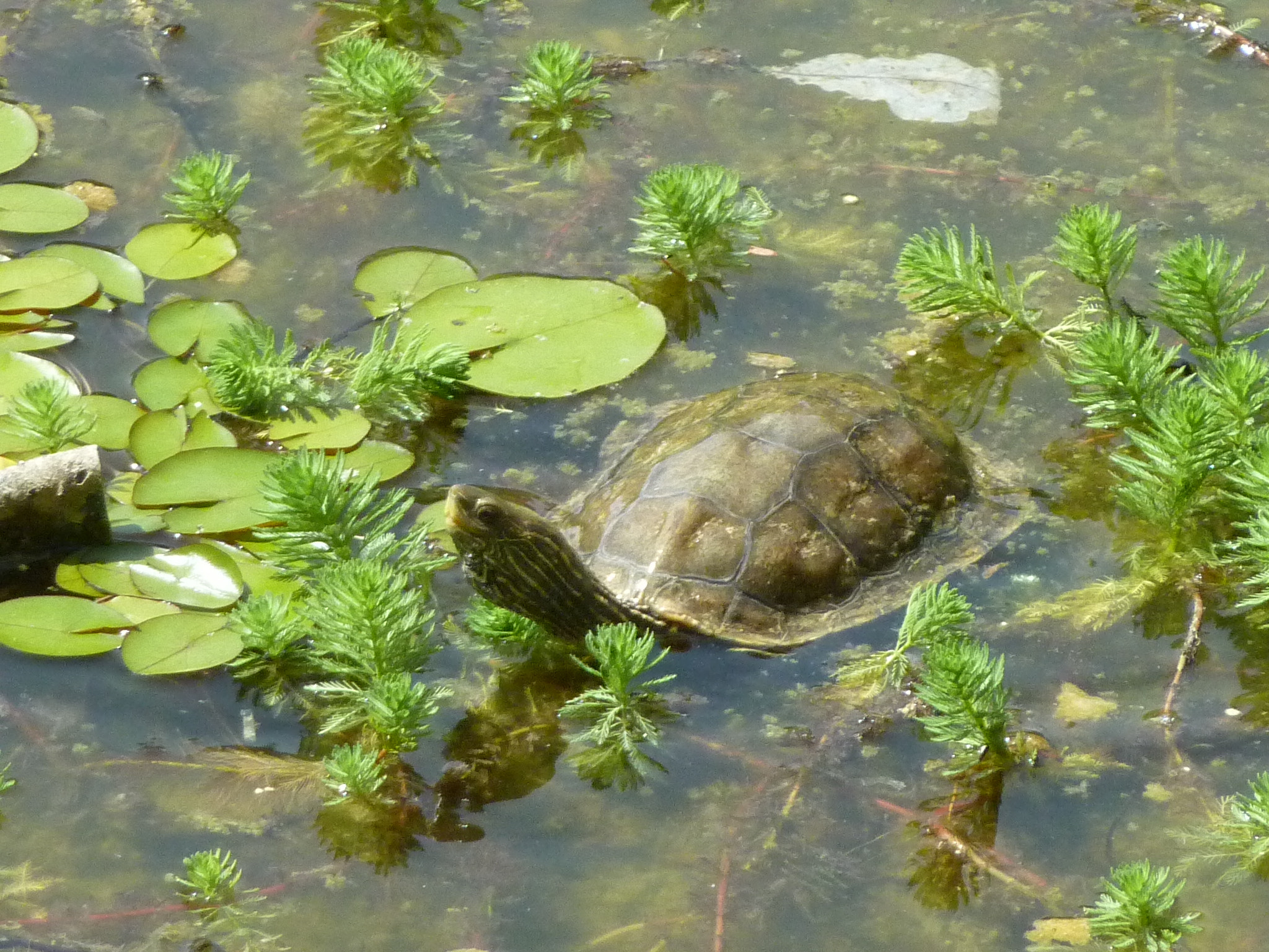 Panasonic DMC-ZS3 sample photo. Turtle in jerusalem botanic garden photography