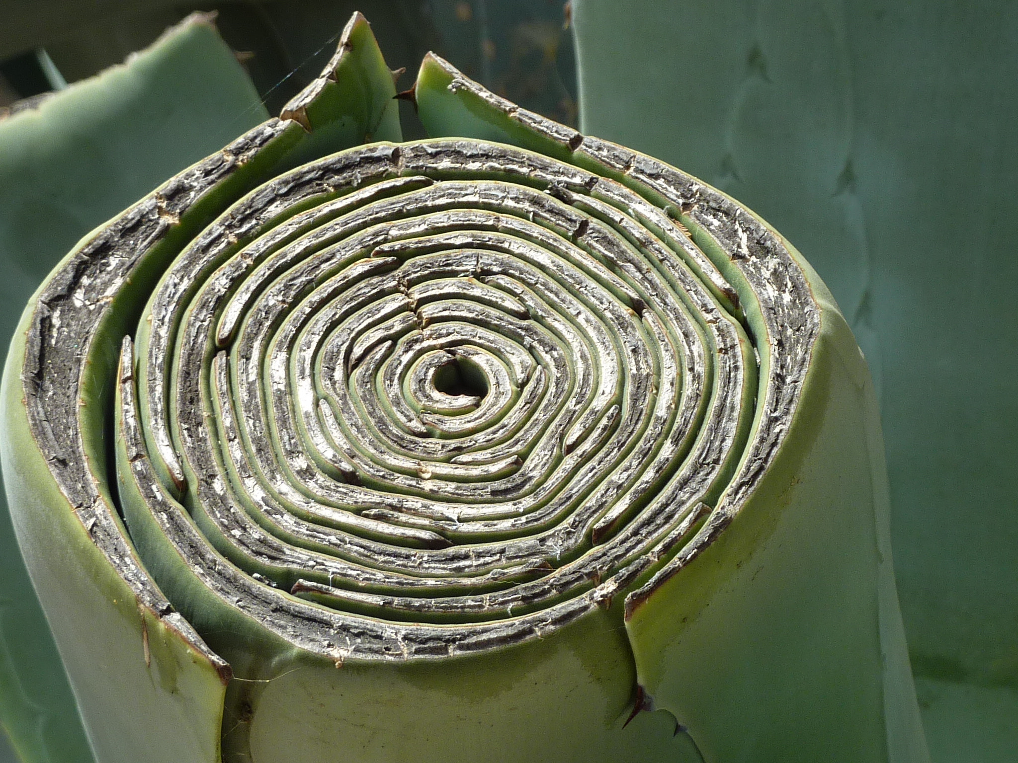 Panasonic DMC-ZS3 sample photo. Agave in jerusalem botanic garden photography