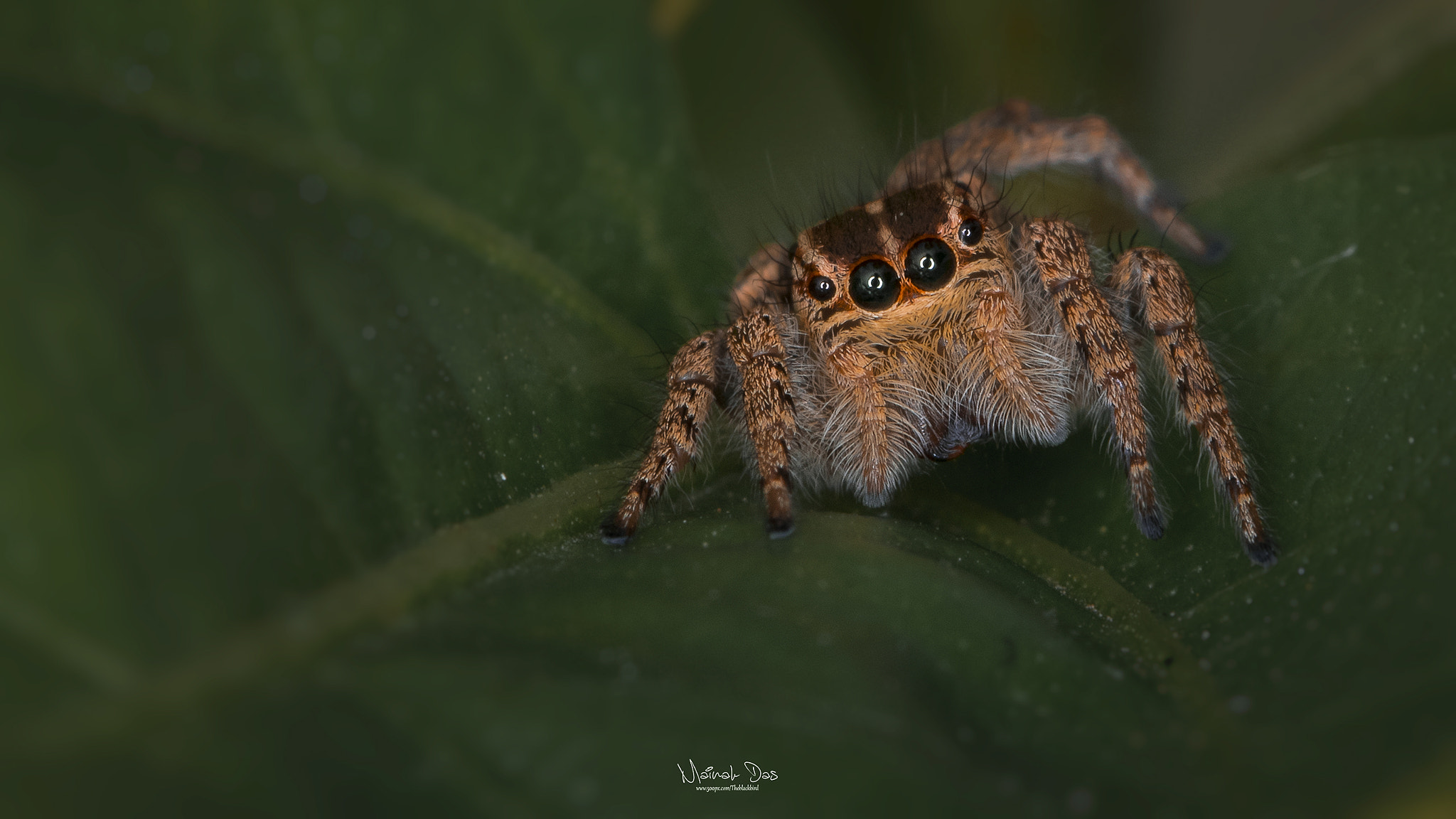 Nikon D500 sample photo. Jumping spider photography