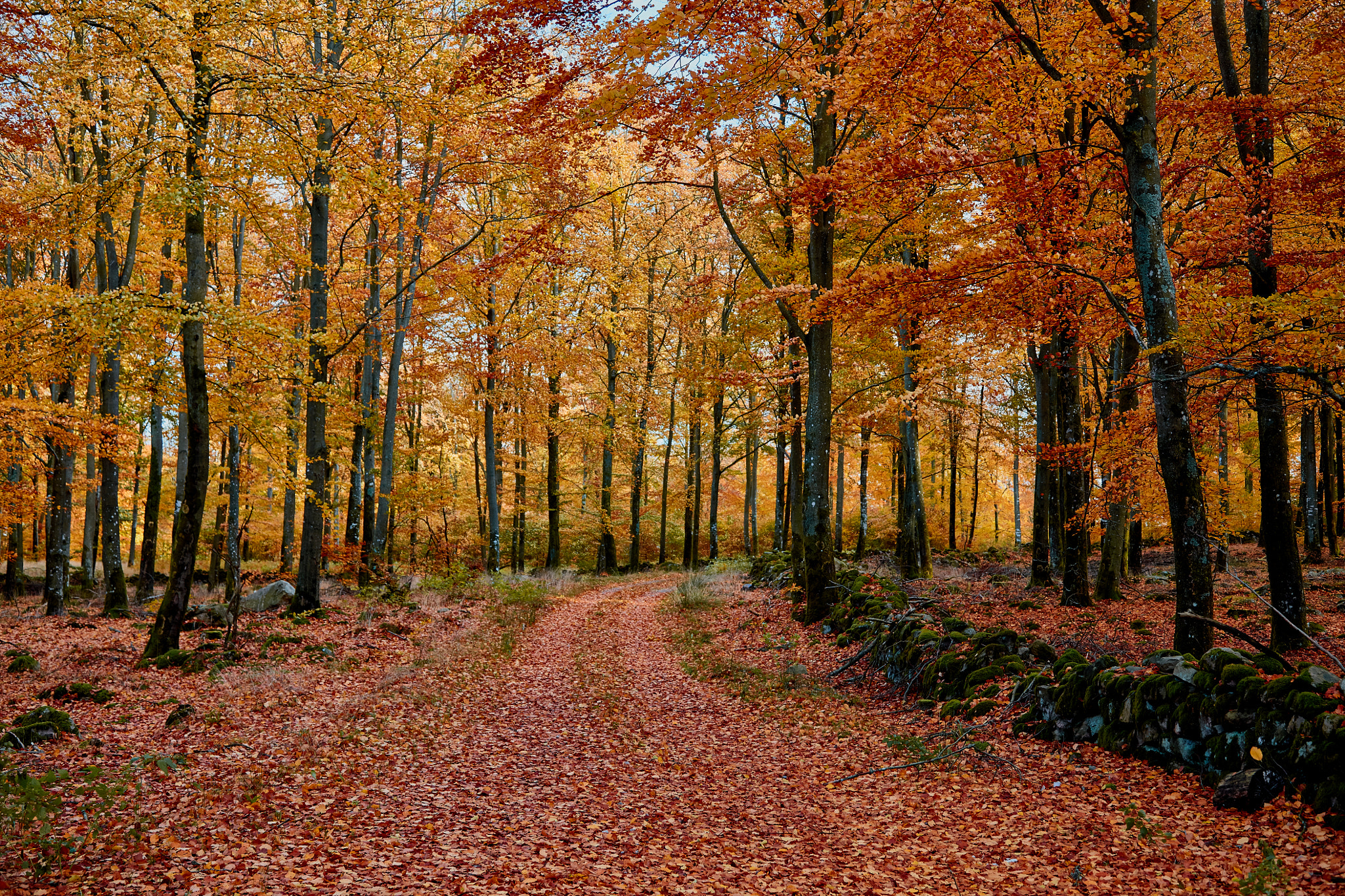 Canon EOS 5DS R + Canon EF 24-105mm F4L IS USM sample photo. Fall colors photography