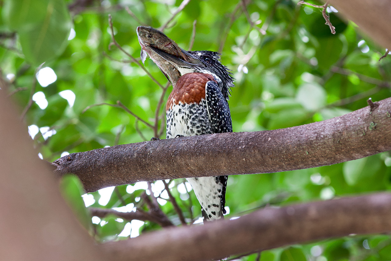 Canon EF 300mm F4L IS USM sample photo