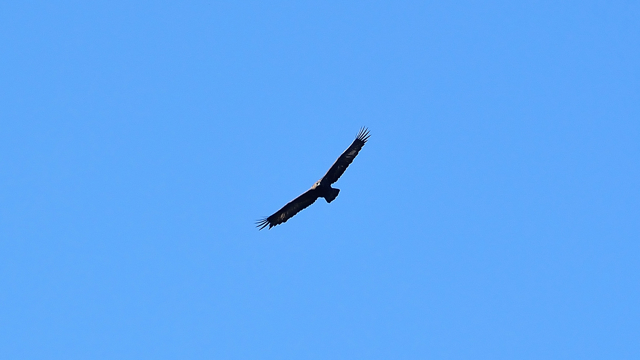 Nikon D3000 sample photo. Eagle #2 photography
