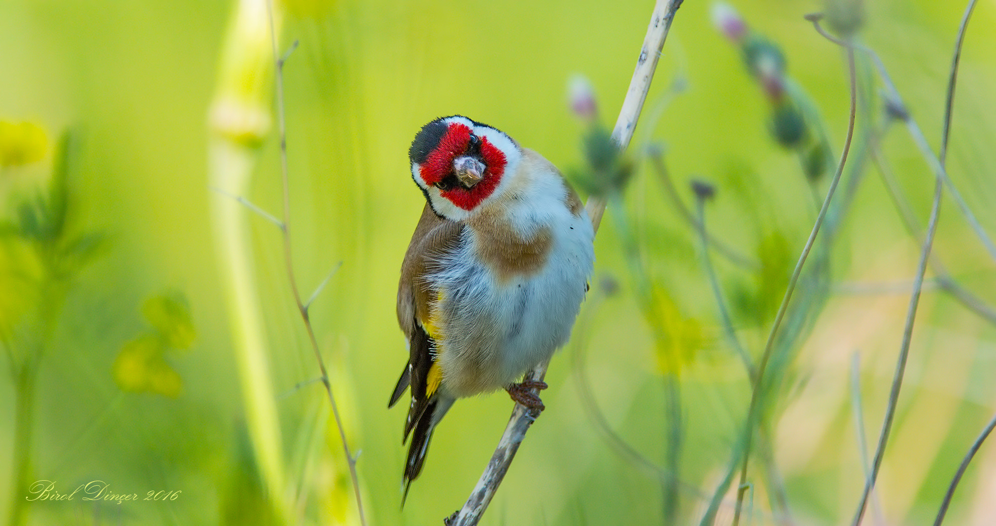 Nikon D3200 + Nikon AF-S Nikkor 300mm F4D ED-IF sample photo. Saka (european goldfinch) photography