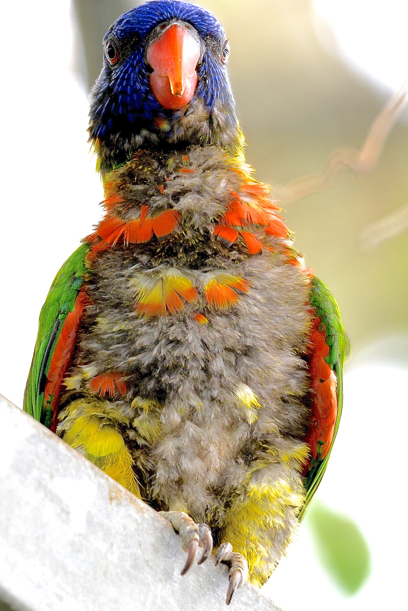 Sigma 150-600mm F5-6.3 DG OS HSM | S sample photo. ' are looking at me?' photography