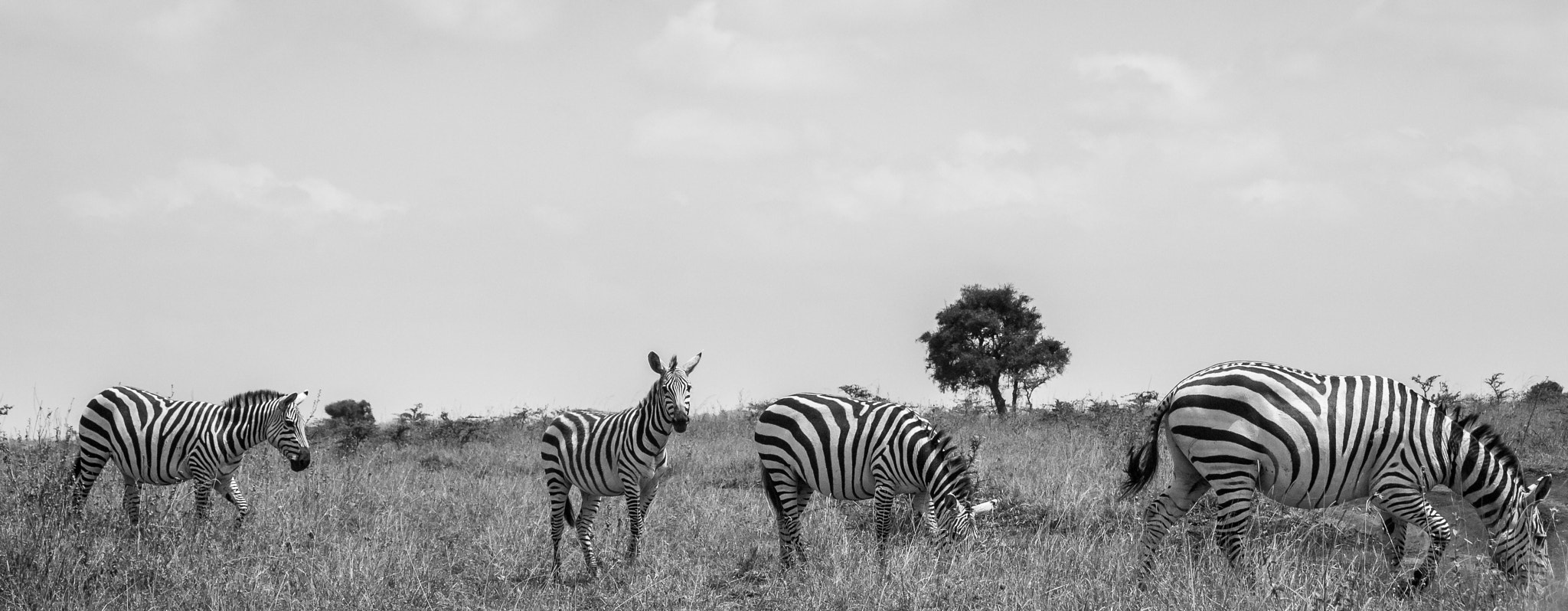 Canon EF-S 55-250mm F4-5.6 IS sample photo. Zebras at the park photography