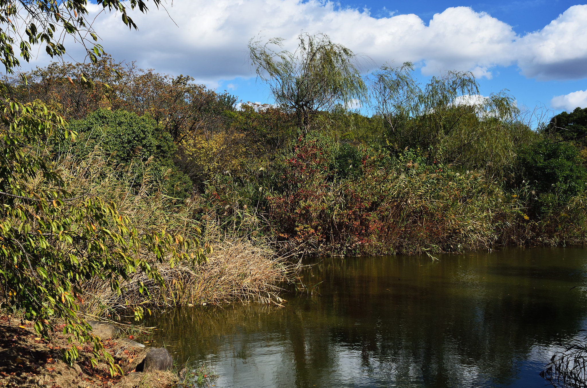 Nikon D7000 + Nikon AF Nikkor 24mm F2.8D sample photo. The landscape of the deepening autumn photography