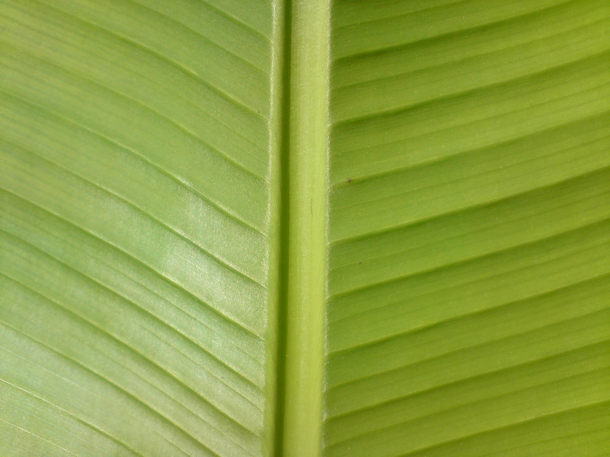 Sony Ericsson K850i sample photo. Banana photography