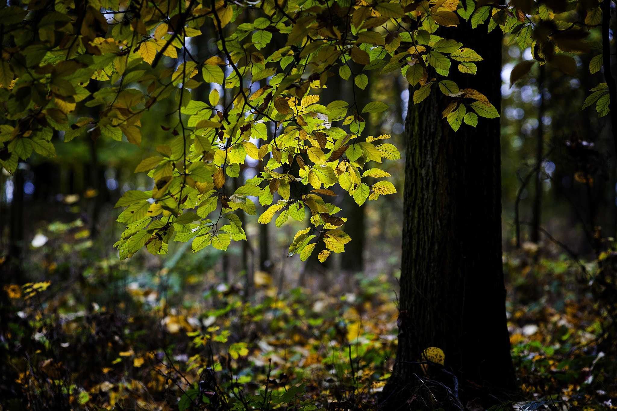 ZEISS Apo Sonnar T* 135mm F2 sample photo. Autumn ramble photography