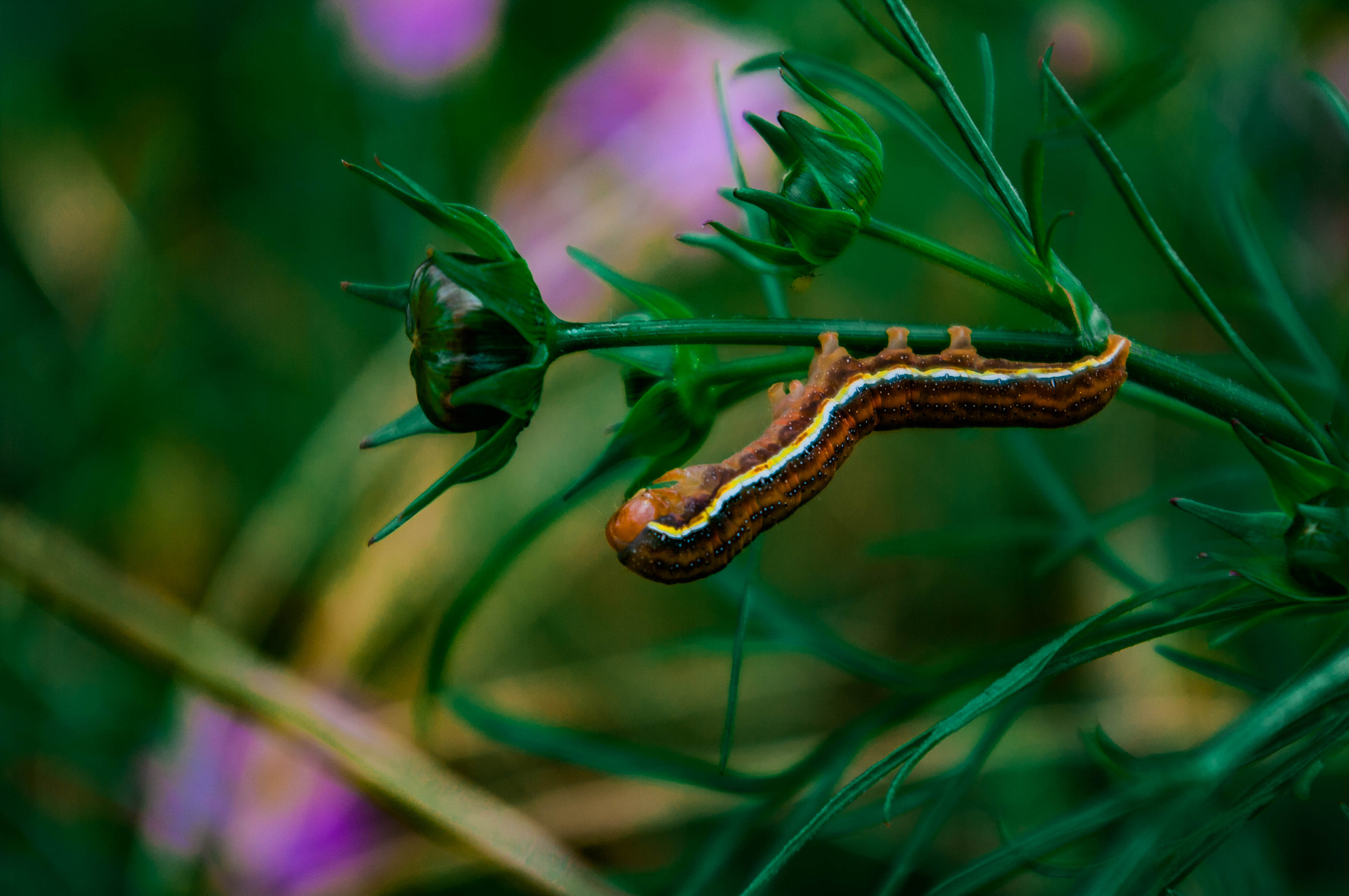 Pentax K20D sample photo. Green caterpillar photography