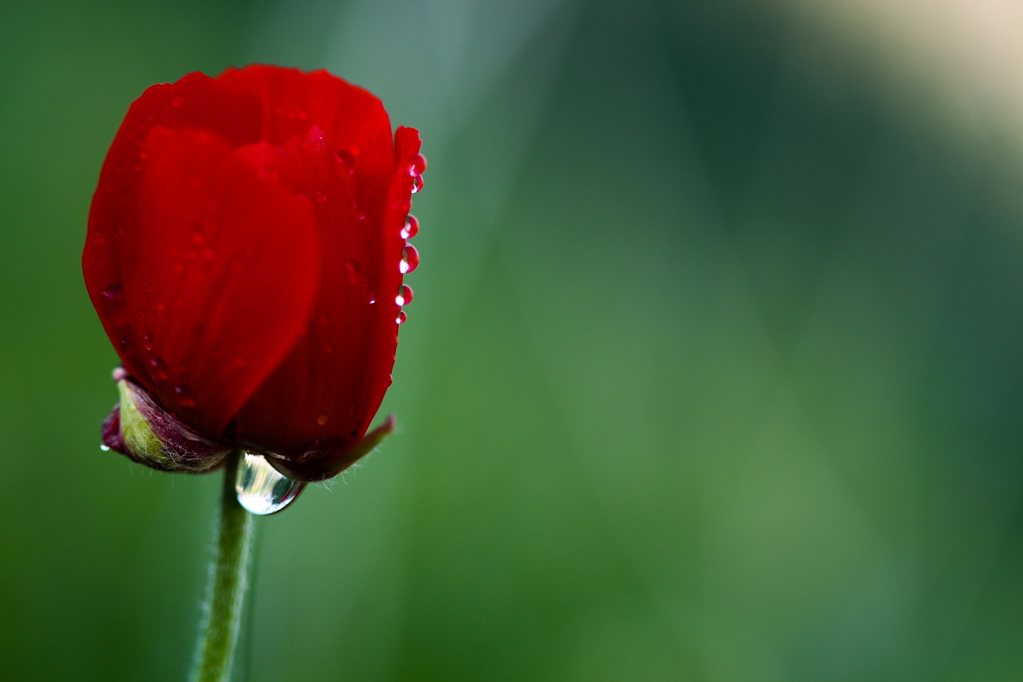 Canon EF 100mm F2.8 Macro USM sample photo. Flower in rain photography