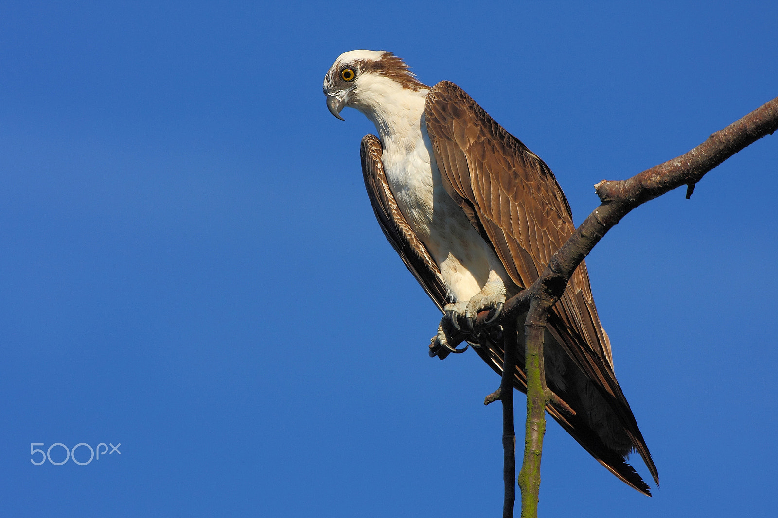 Canon EOS 40D + Canon EF 500mm F4L IS USM sample photo. Osprey - pandion halietous photography