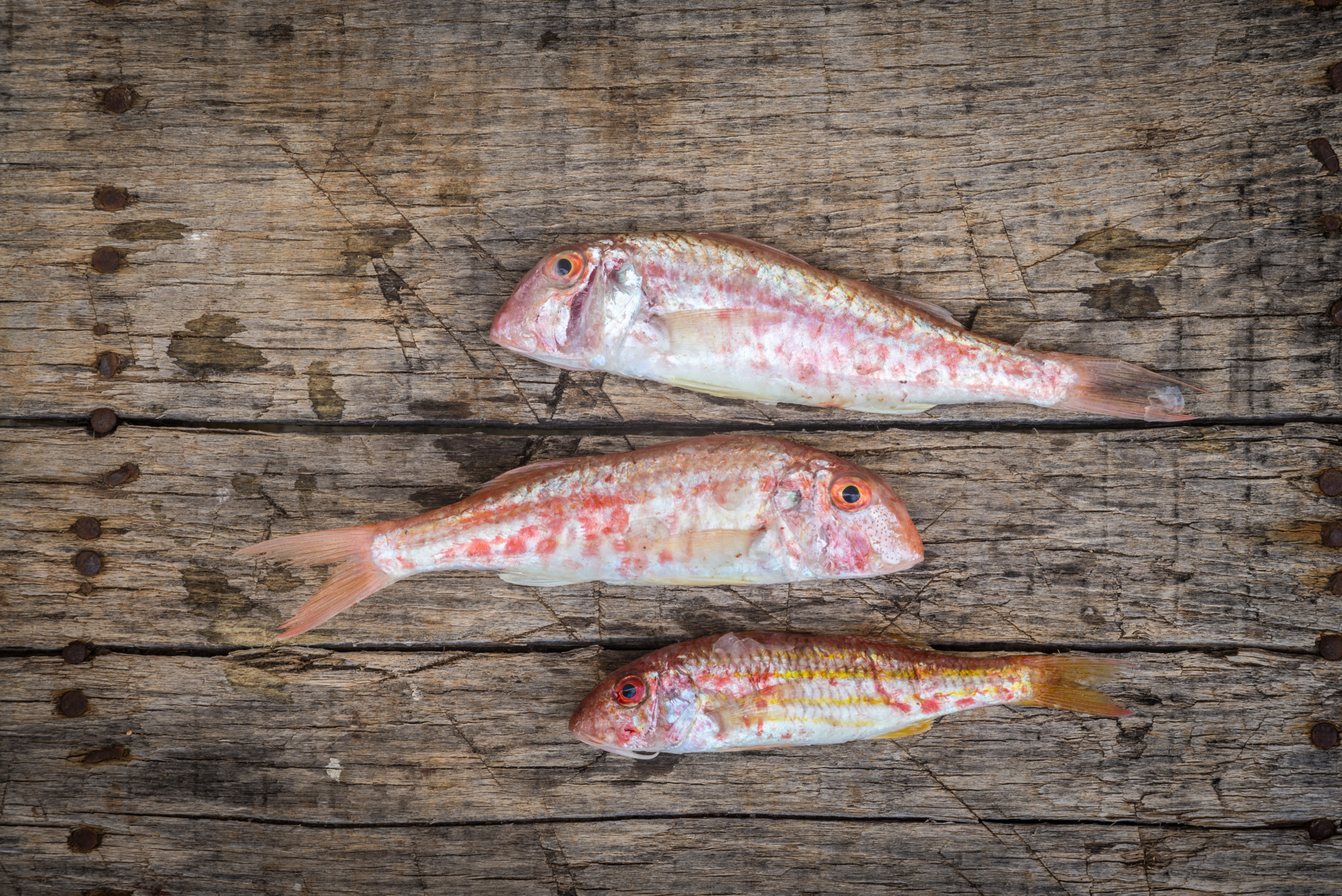 Summicron-M 1:2/90 Leitz sample photo. Red mullet raw fish photography