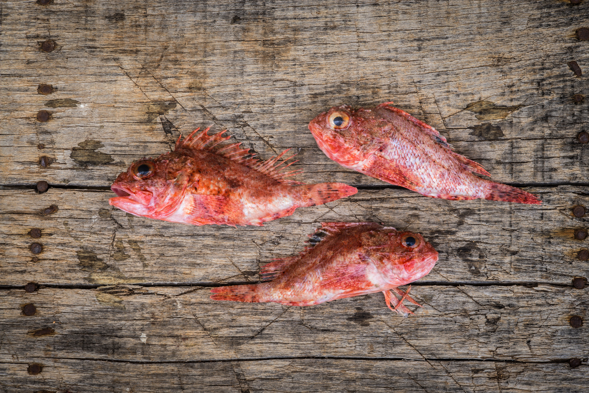 Summicron-M 1:2/90 Leitz sample photo. Red mullet raw fish photography