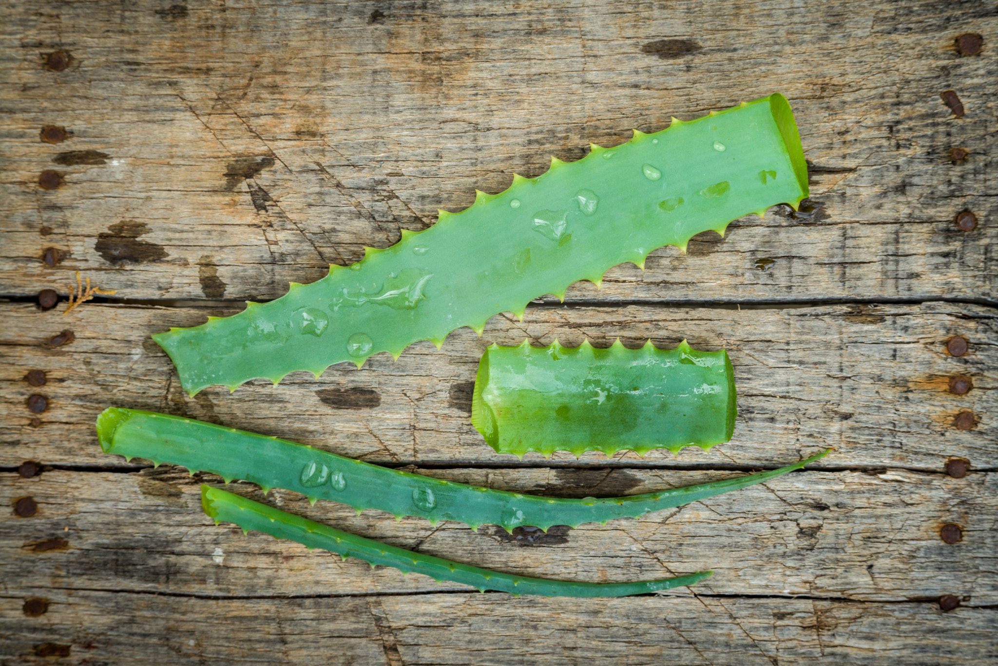 Summicron-M 1:2/90 Leitz sample photo. Aloe vera leaves photography