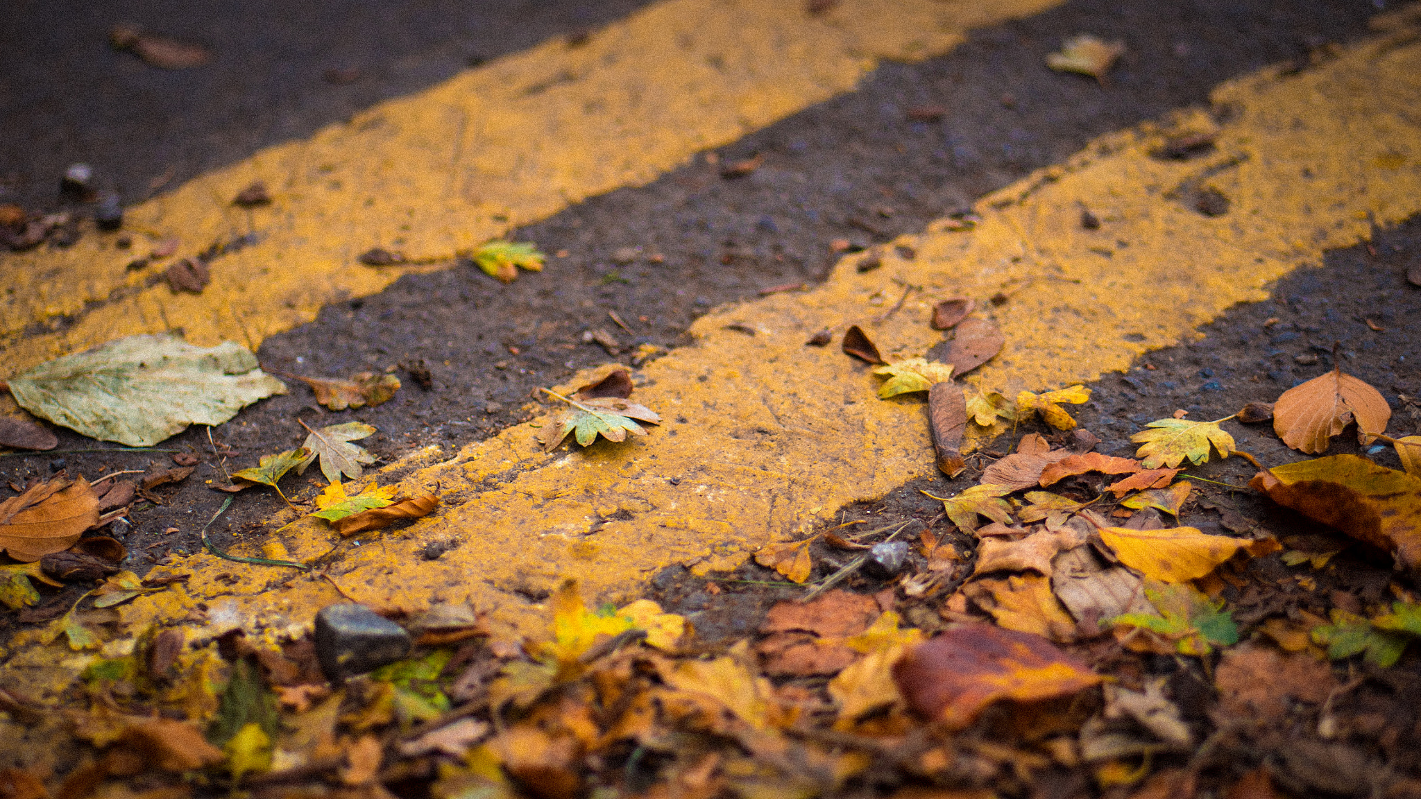 Panasonic Lumix G 42.5mm F1.7 ASPH Power OIS sample photo. Autumn road photography