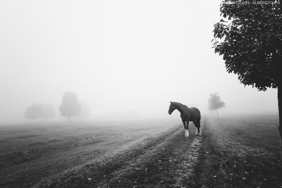 Canon EOS-1D Mark III sample photo. Fog photography