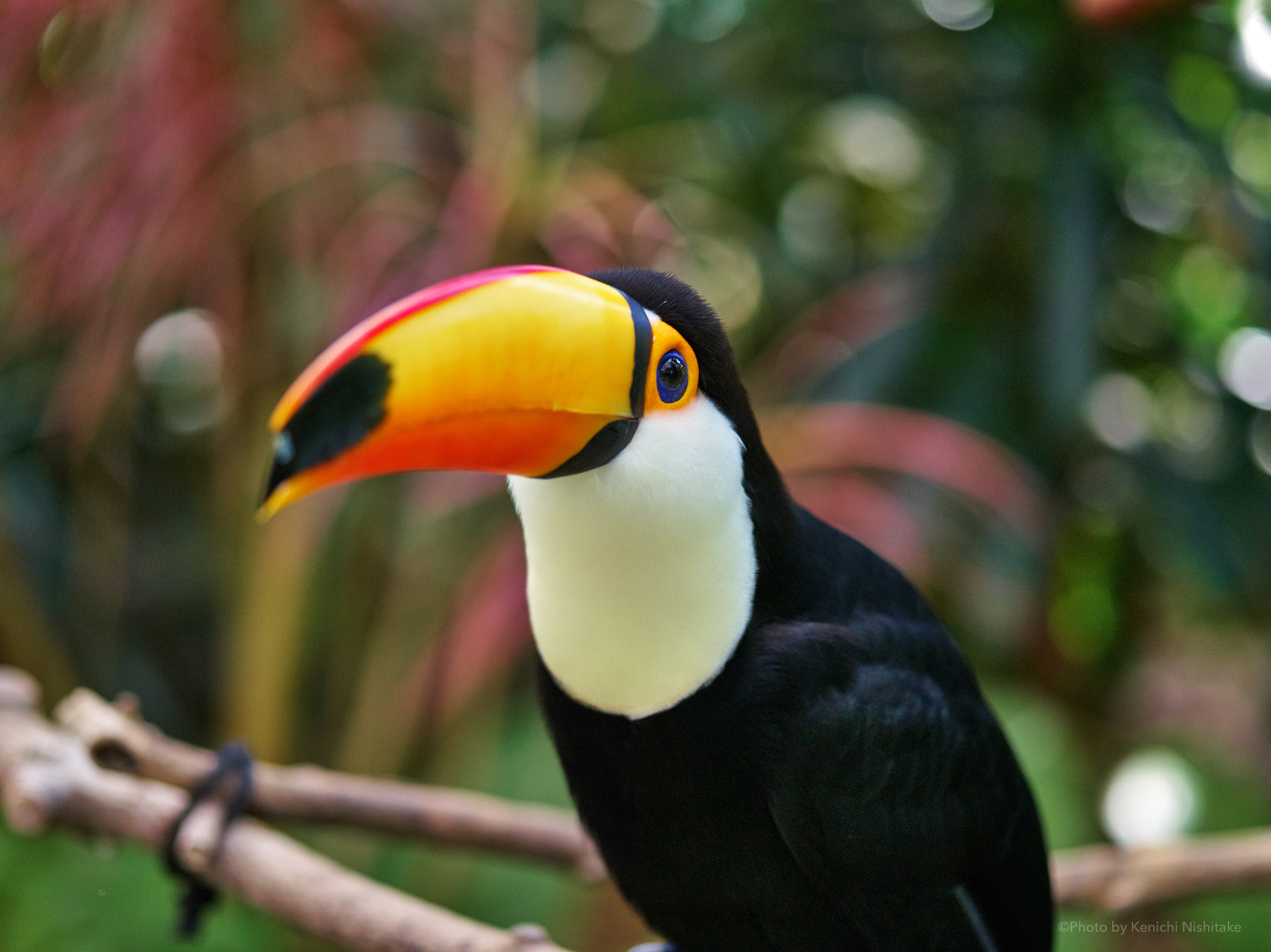 Pentax 645D sample photo. Toucan photography