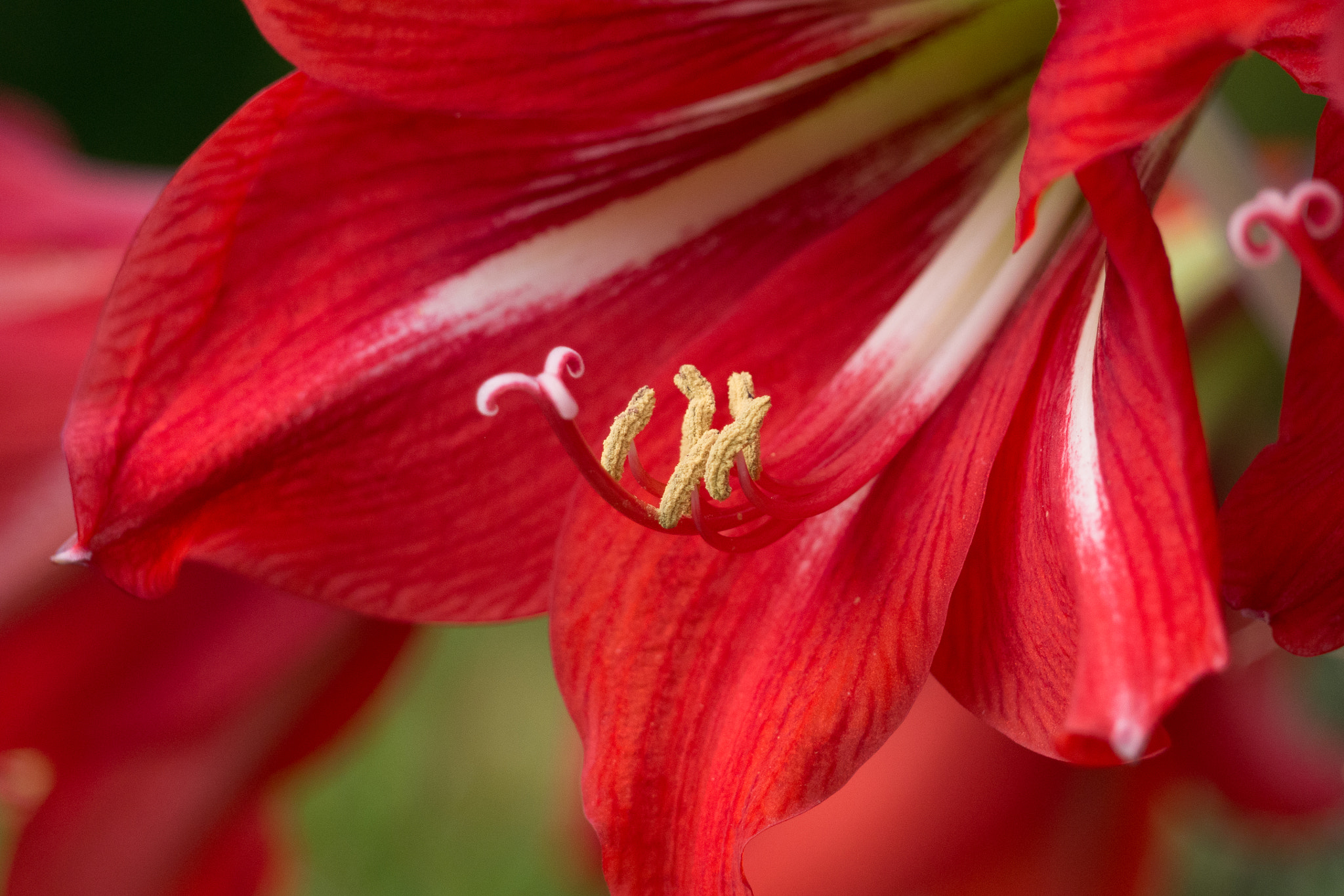 Panasonic Lumix DMC-GX7 sample photo. Spring flower photography