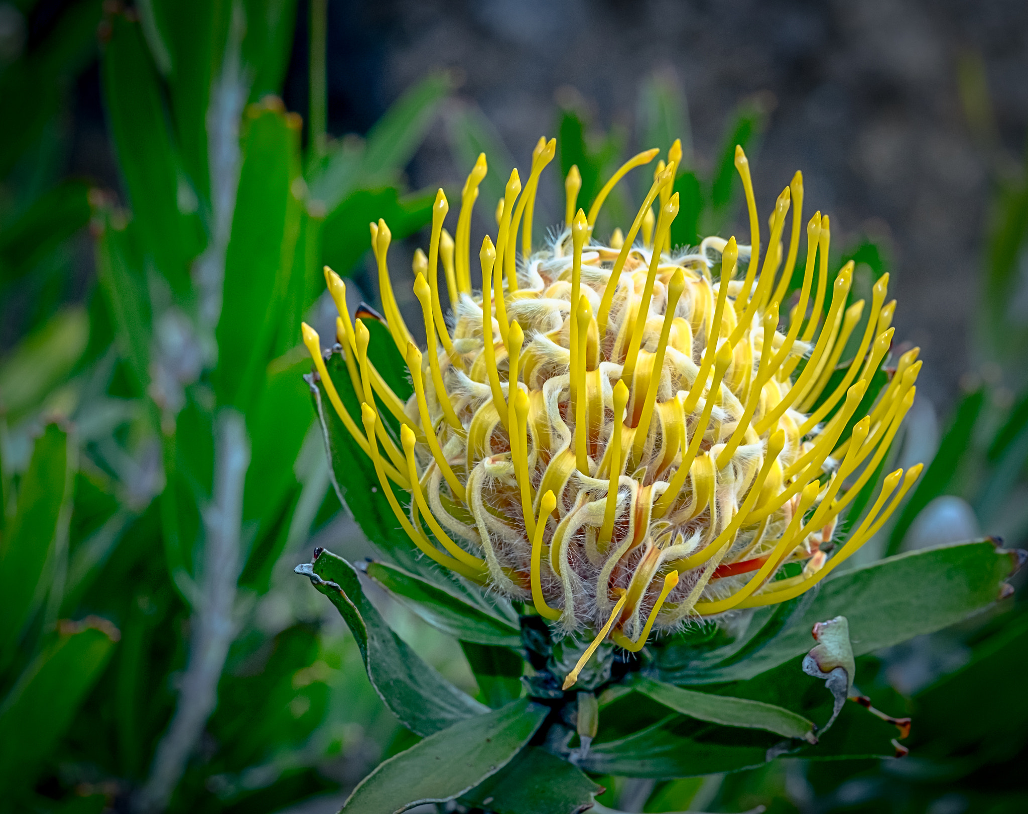 Fujifilm X-T1 + Fujifilm XF 60mm F2.4 R Macro sample photo. Australian native flower photography