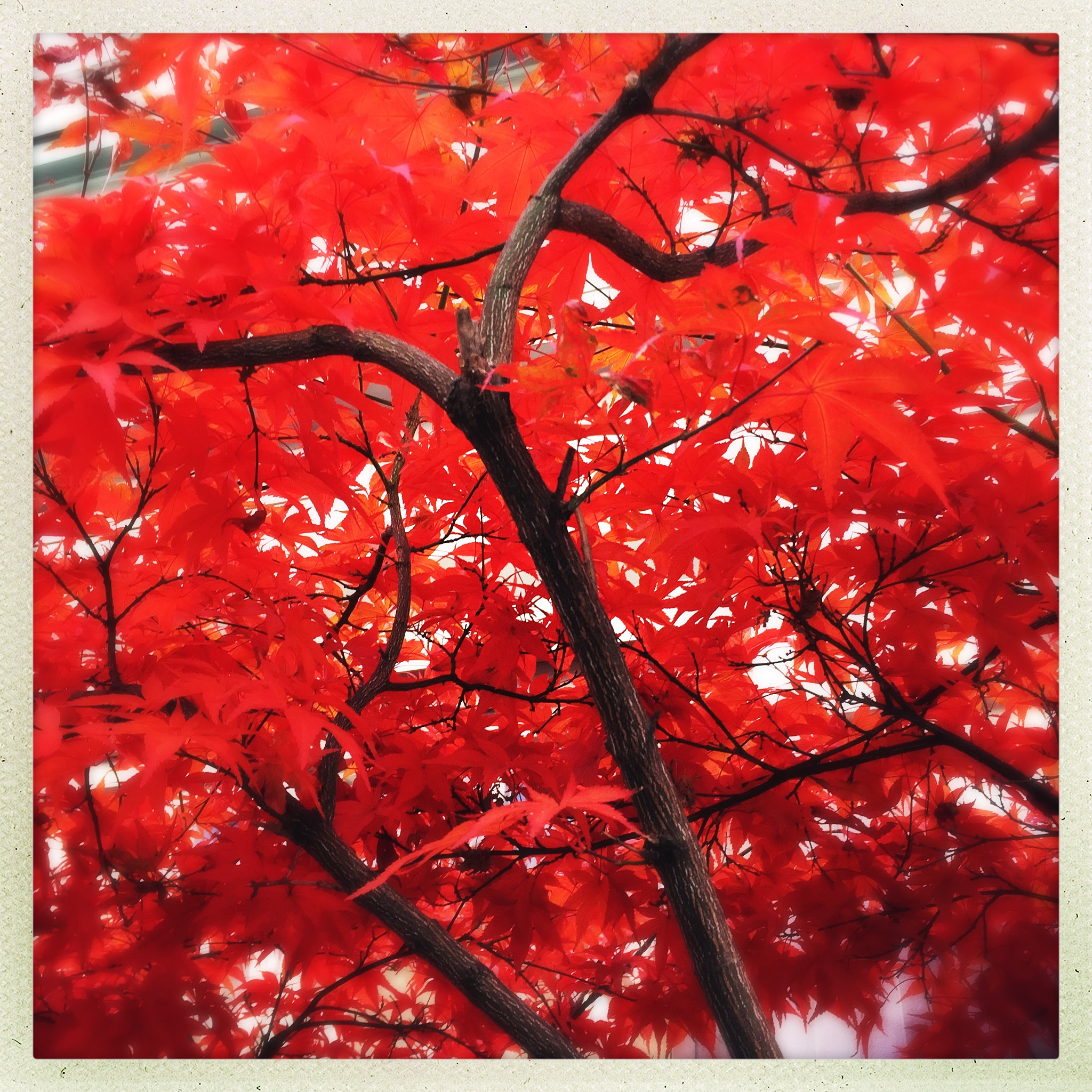 Hipstamatic 302 sample photo. Autumn red photography