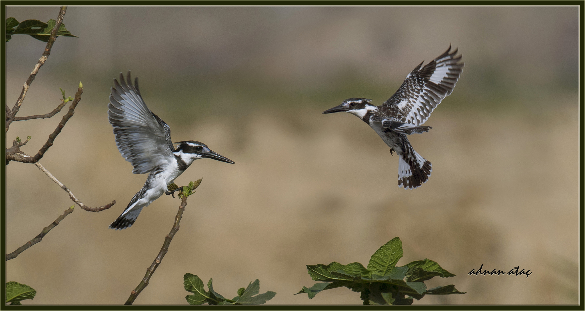 Sigma 150-600mm F5-6.3 DG OS HSM | S sample photo. Alaca yalıçapkını - pied kingfisher - ceryle rudis photography