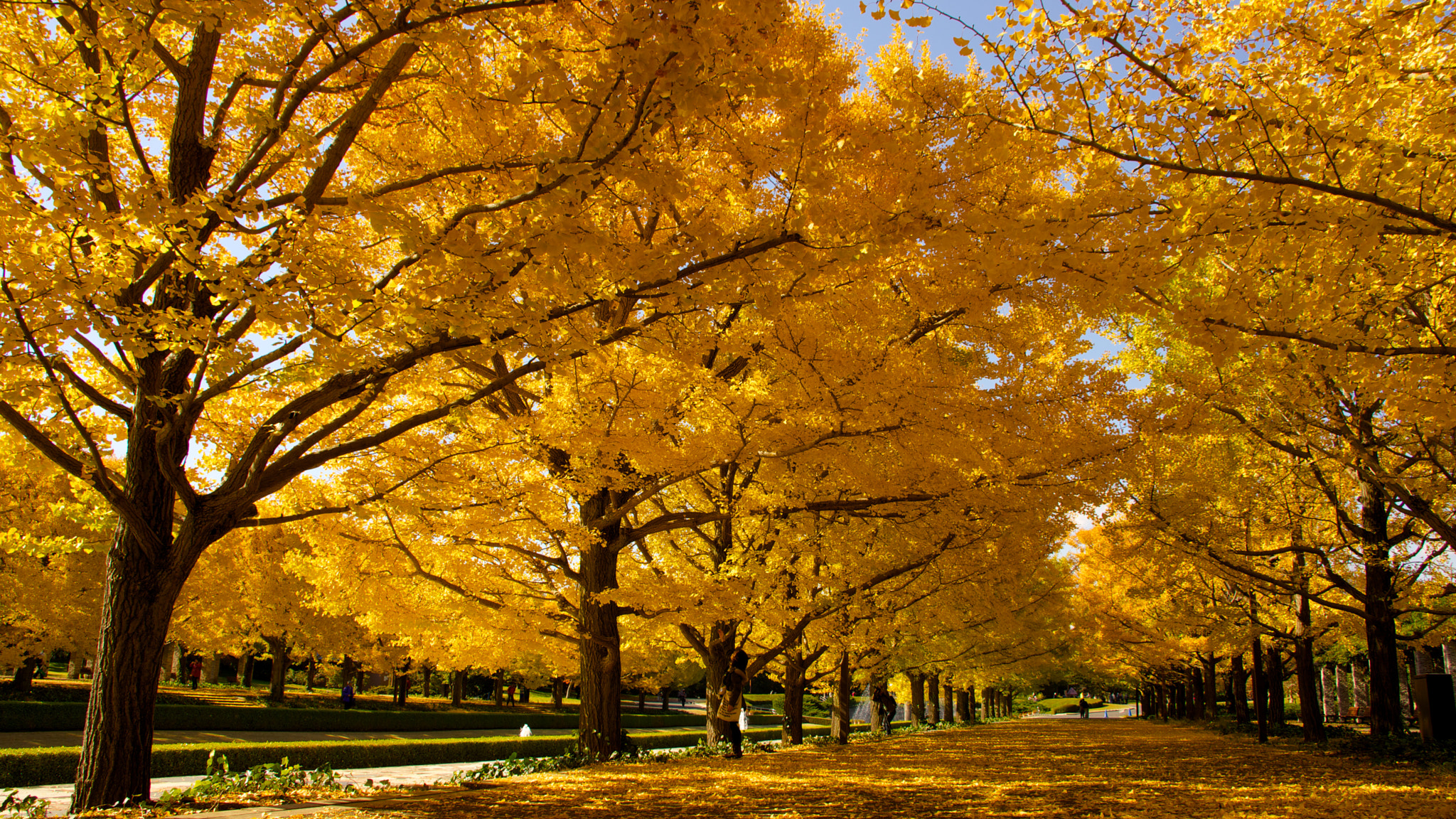Sony E 18-200mm F3.5-6.3 OSS sample photo. Beauty of autumn photography