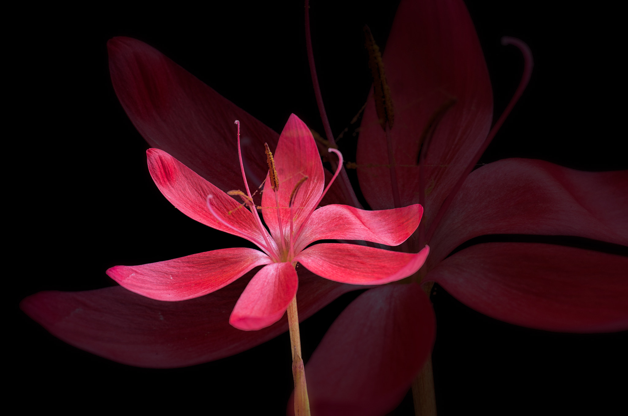 smc PENTAX-F MACRO 50mm F2.8 sample photo. Kaffir lily photography