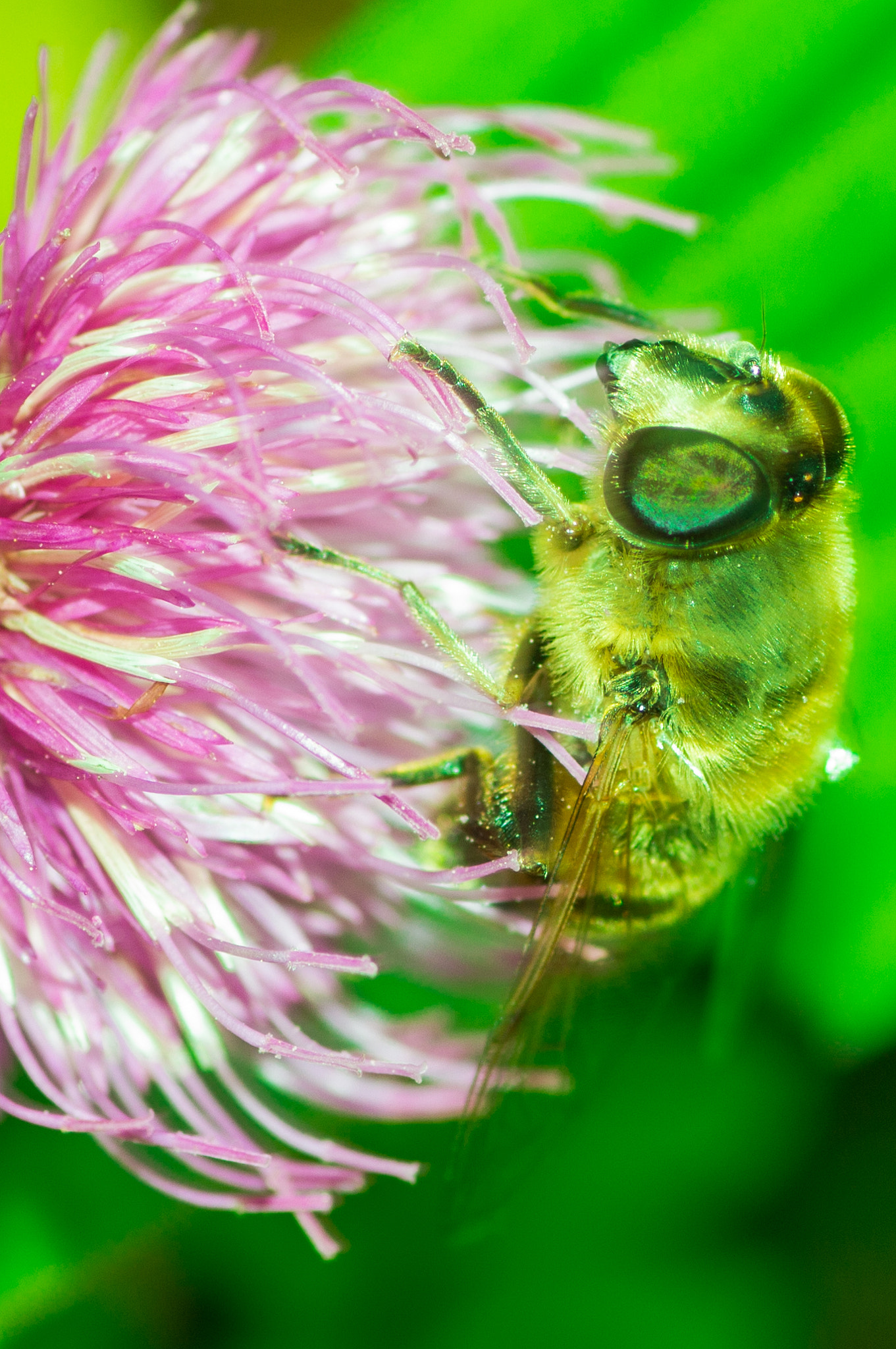 Canon EOS 700D (EOS Rebel T5i / EOS Kiss X7i) + Tamron SP AF 90mm F2.8 Di Macro sample photo. Bee photography